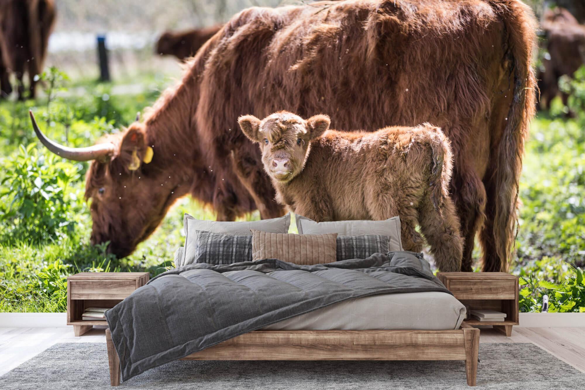 Schotse Hooglander met Kalf