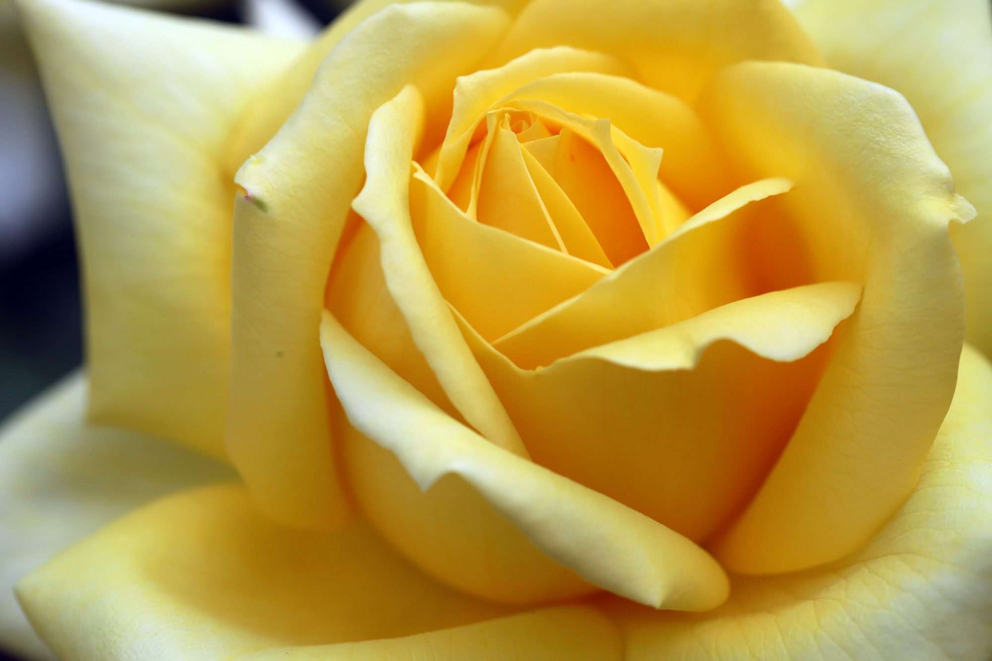 Bloemen & Planten