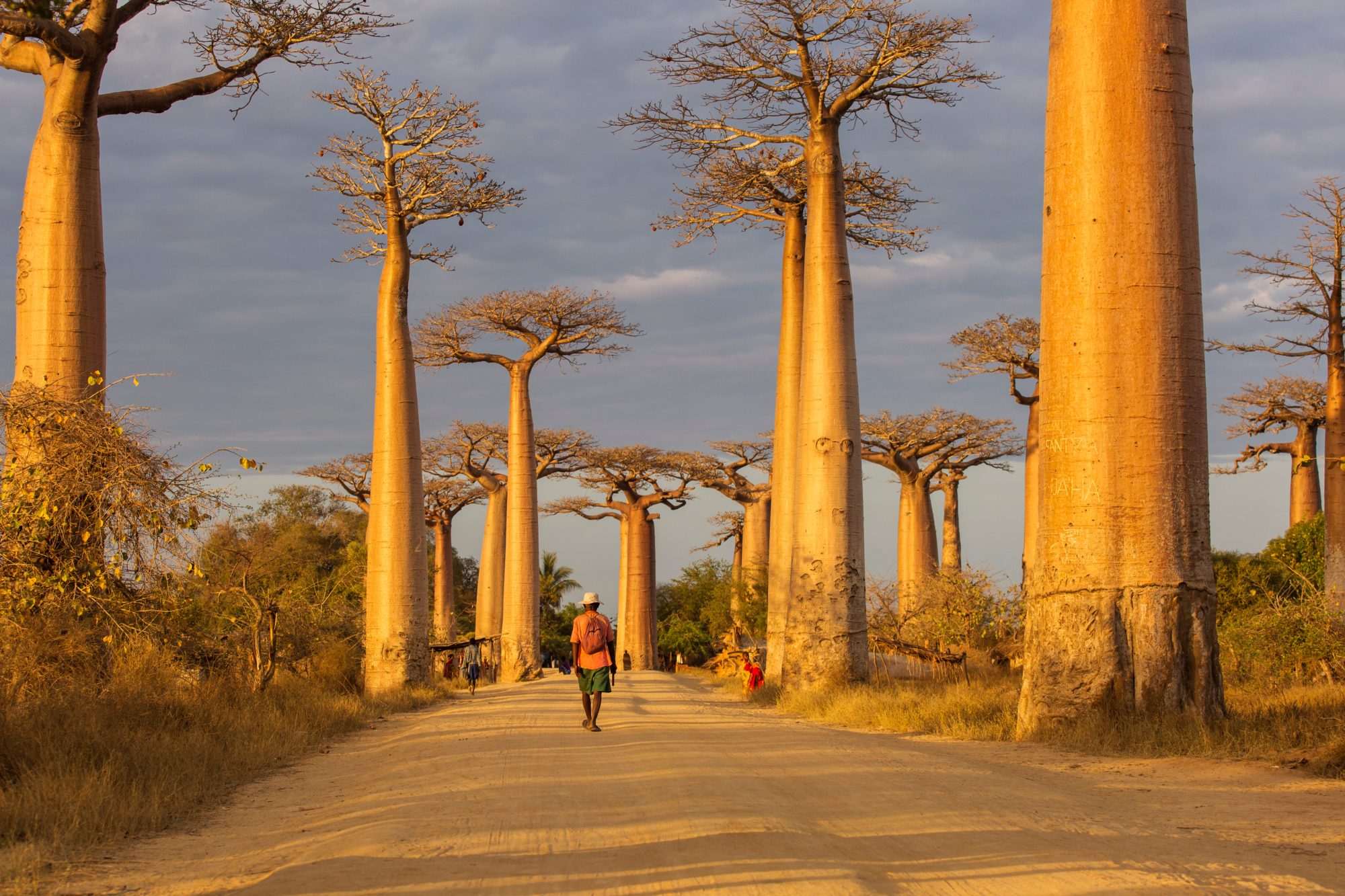 Fotobehang Baobabbomen langs Zandweg - Afbeelding 2