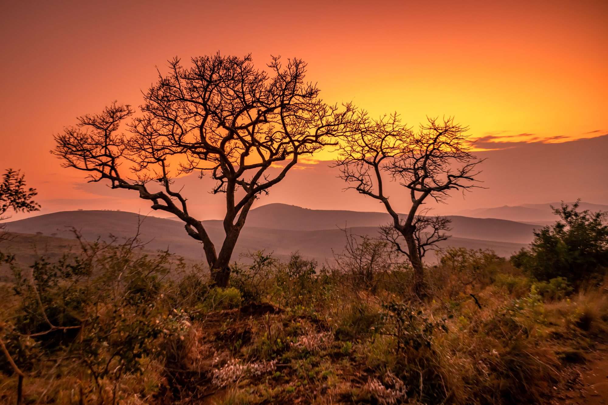 Fotobehang Afrikaanse Savanne bij Zonsondergang - Afbeelding 2