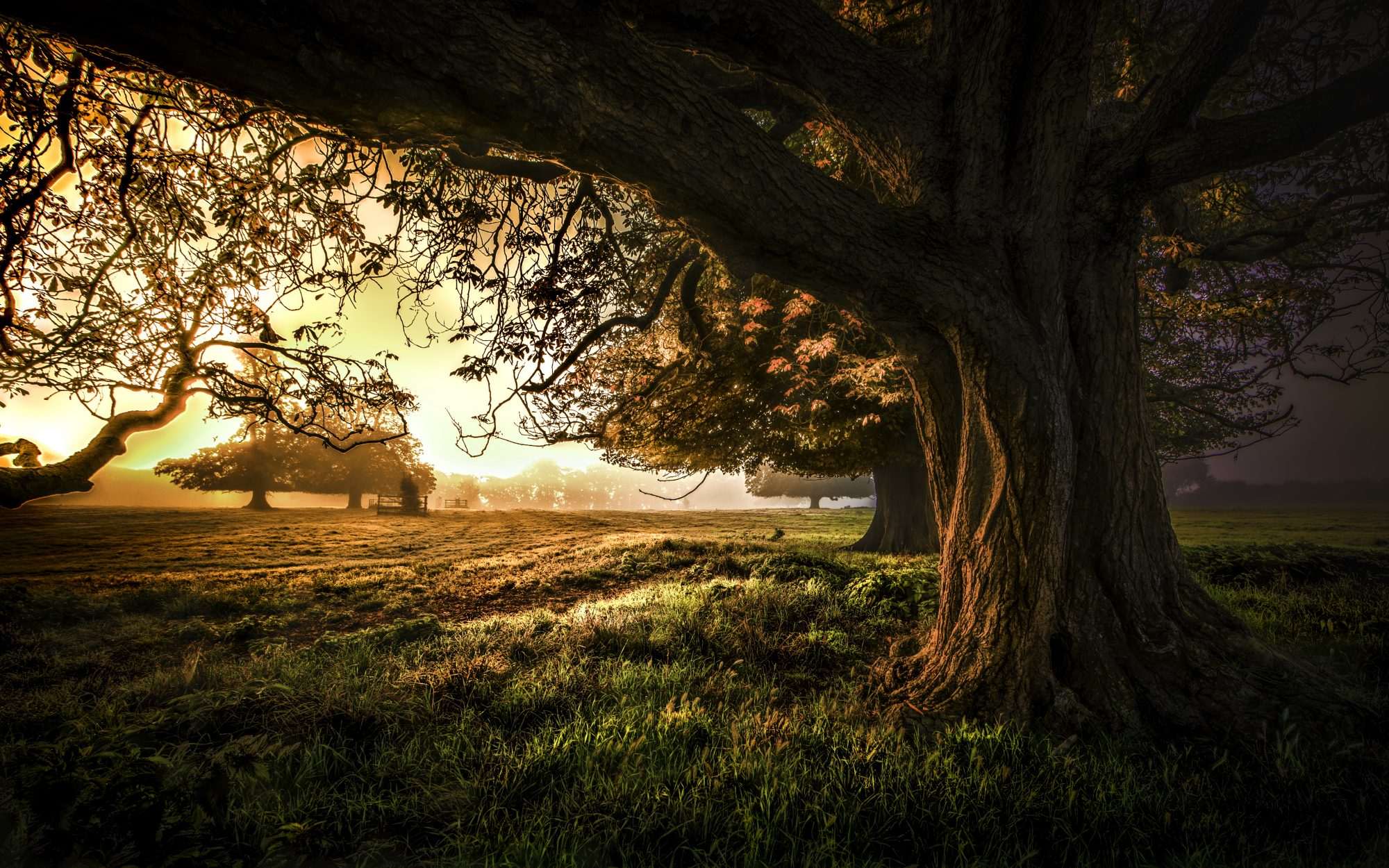 Fotobehang Oude Boom bij Gouden Zonsondergang - Afbeelding 2