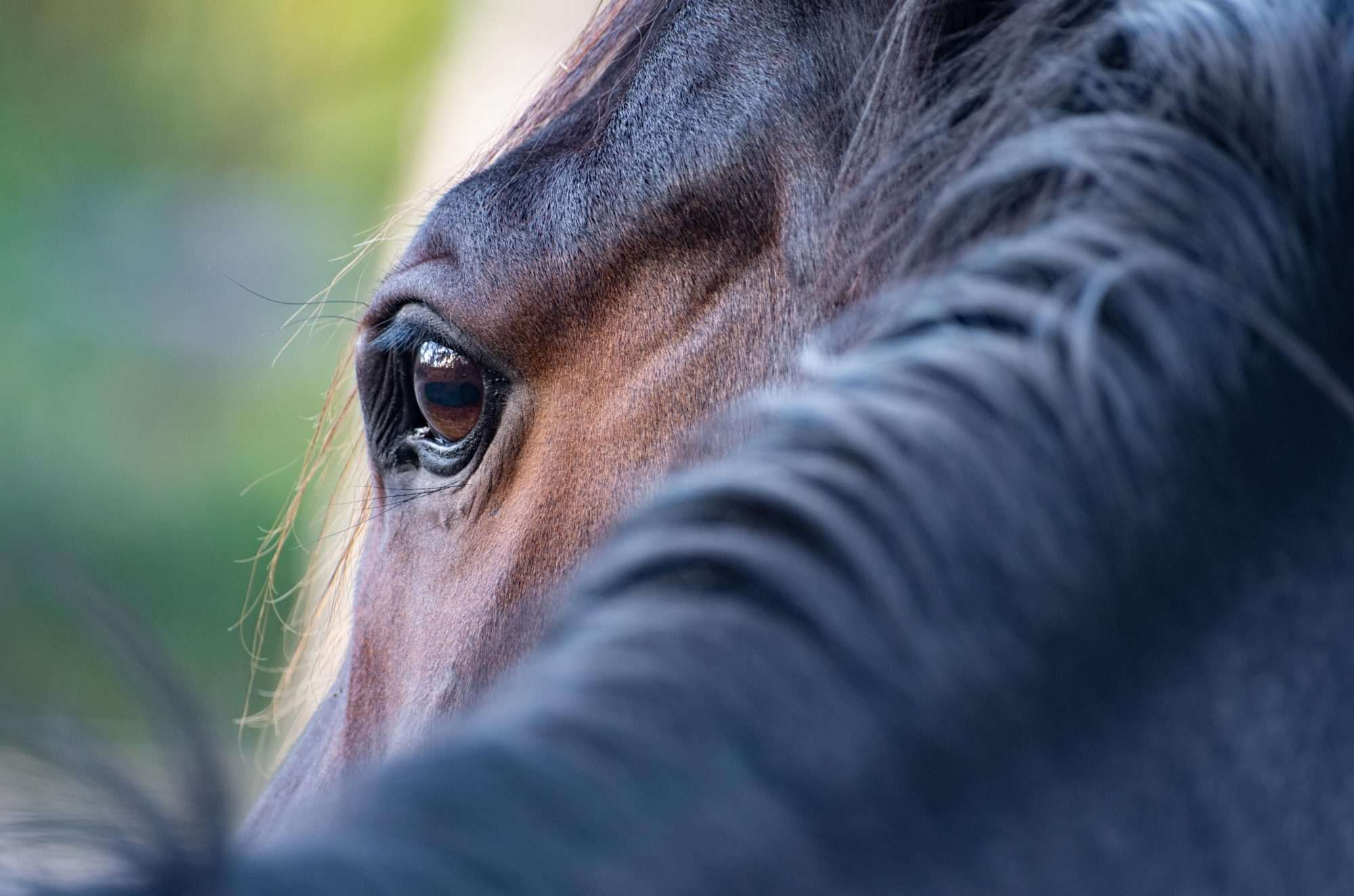 Fotobehang Close-up Paardenoog - Afbeelding 2