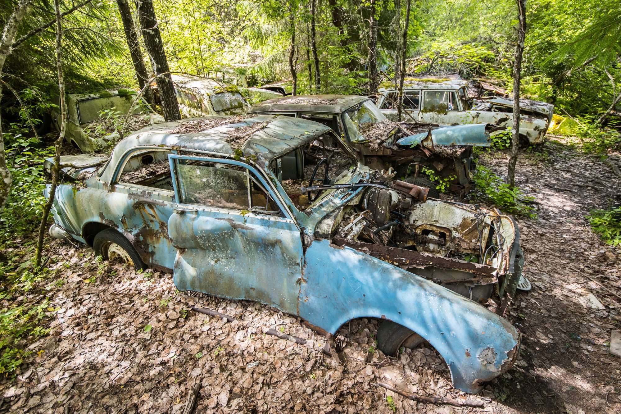 Fotobehang Overwoekerde Oude Auto in Bos - Afbeelding 2