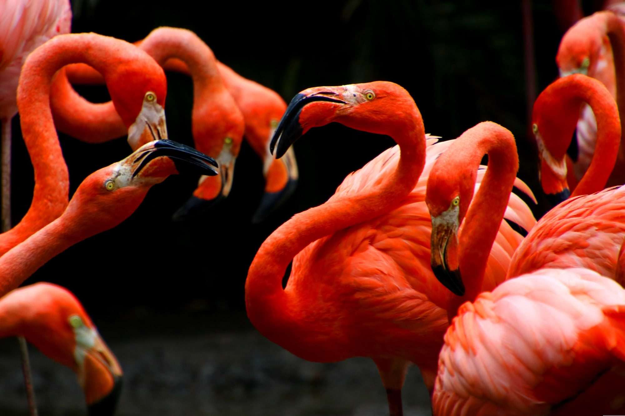 Fotobehang Rode Flamingo’s in Groep - Afbeelding 2