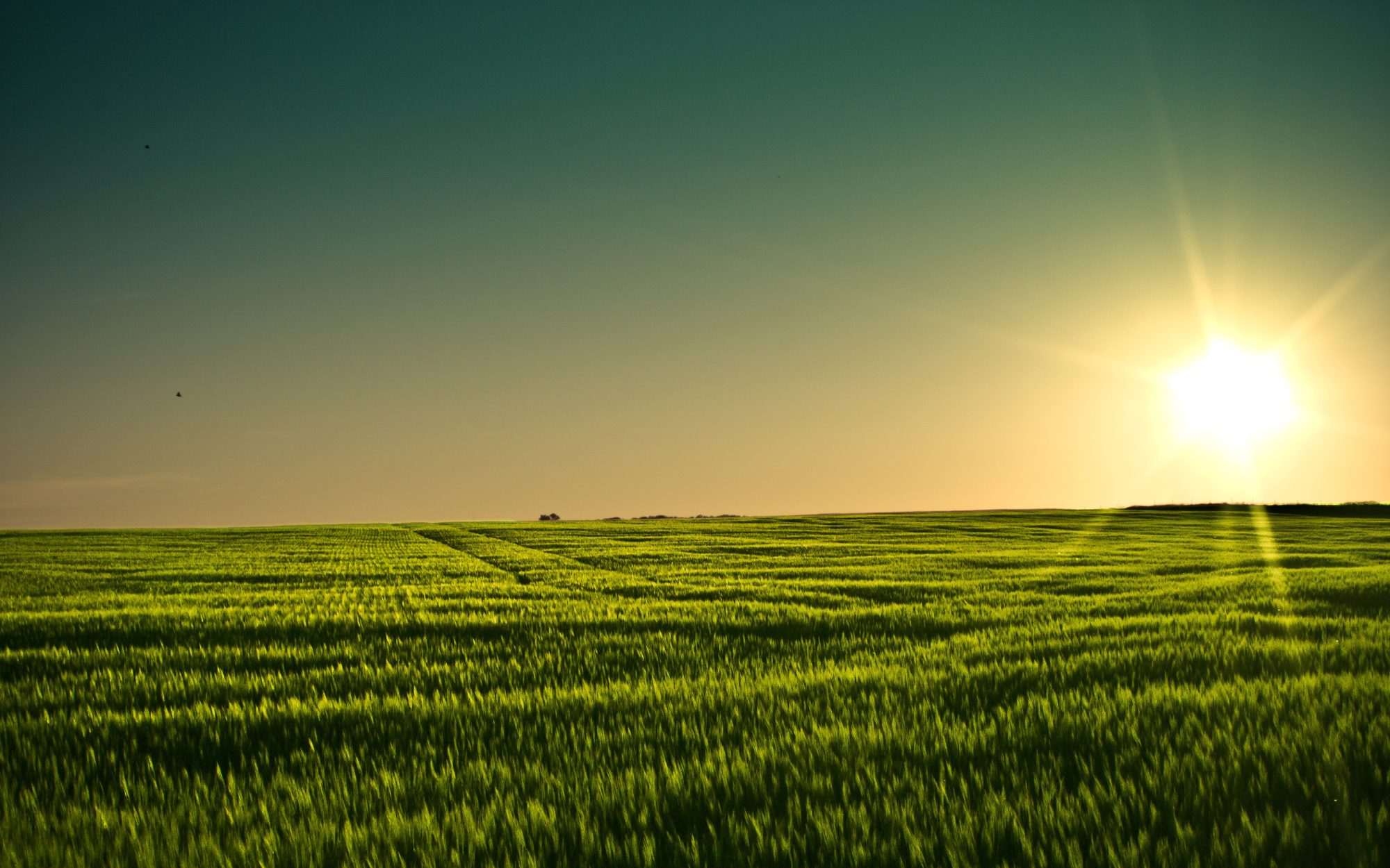 Fotobehang Bloemenveld bij Zonsondergang - Afbeelding 2