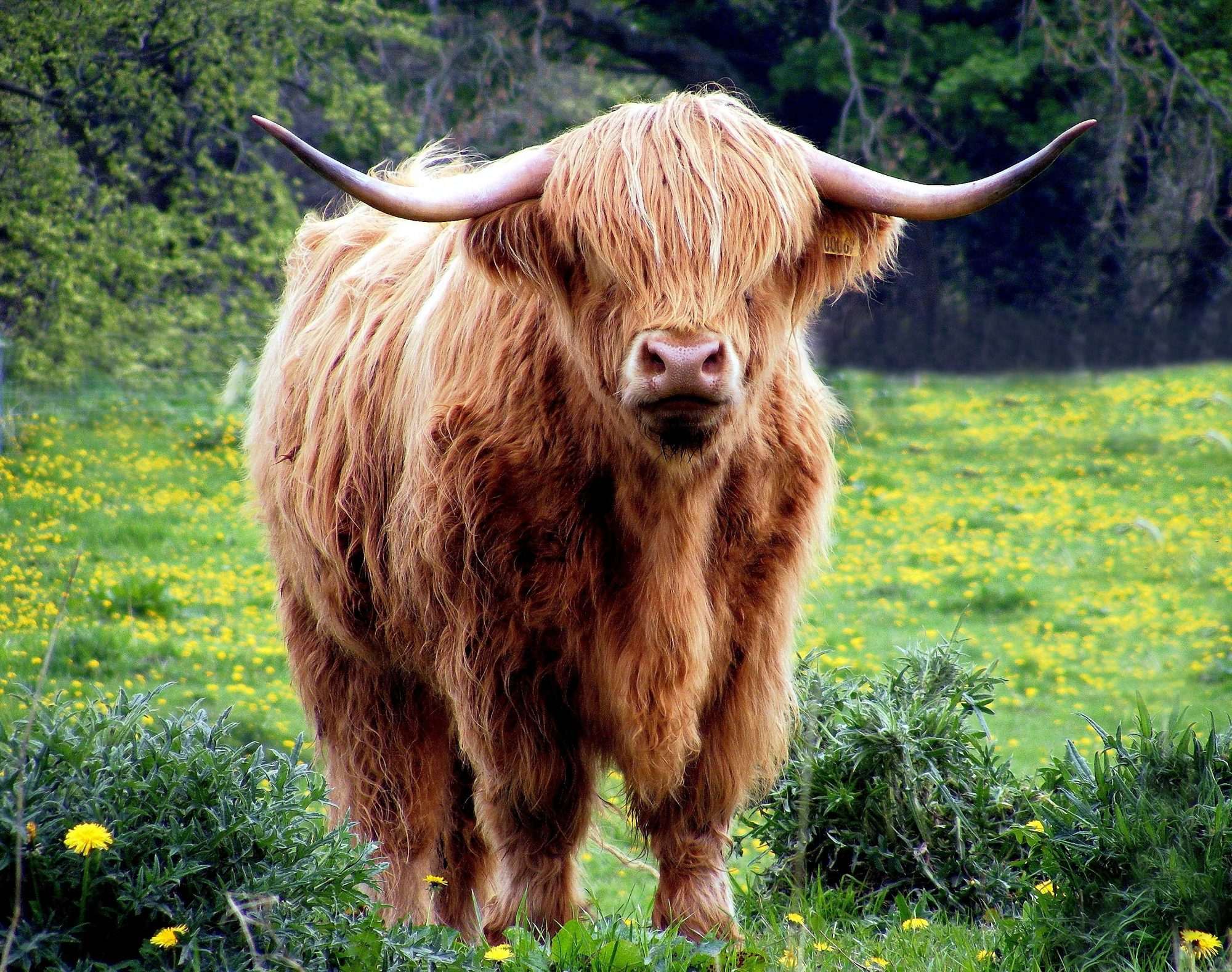 Fotobehang Schotse Hooglander in Weiland - Afbeelding 2