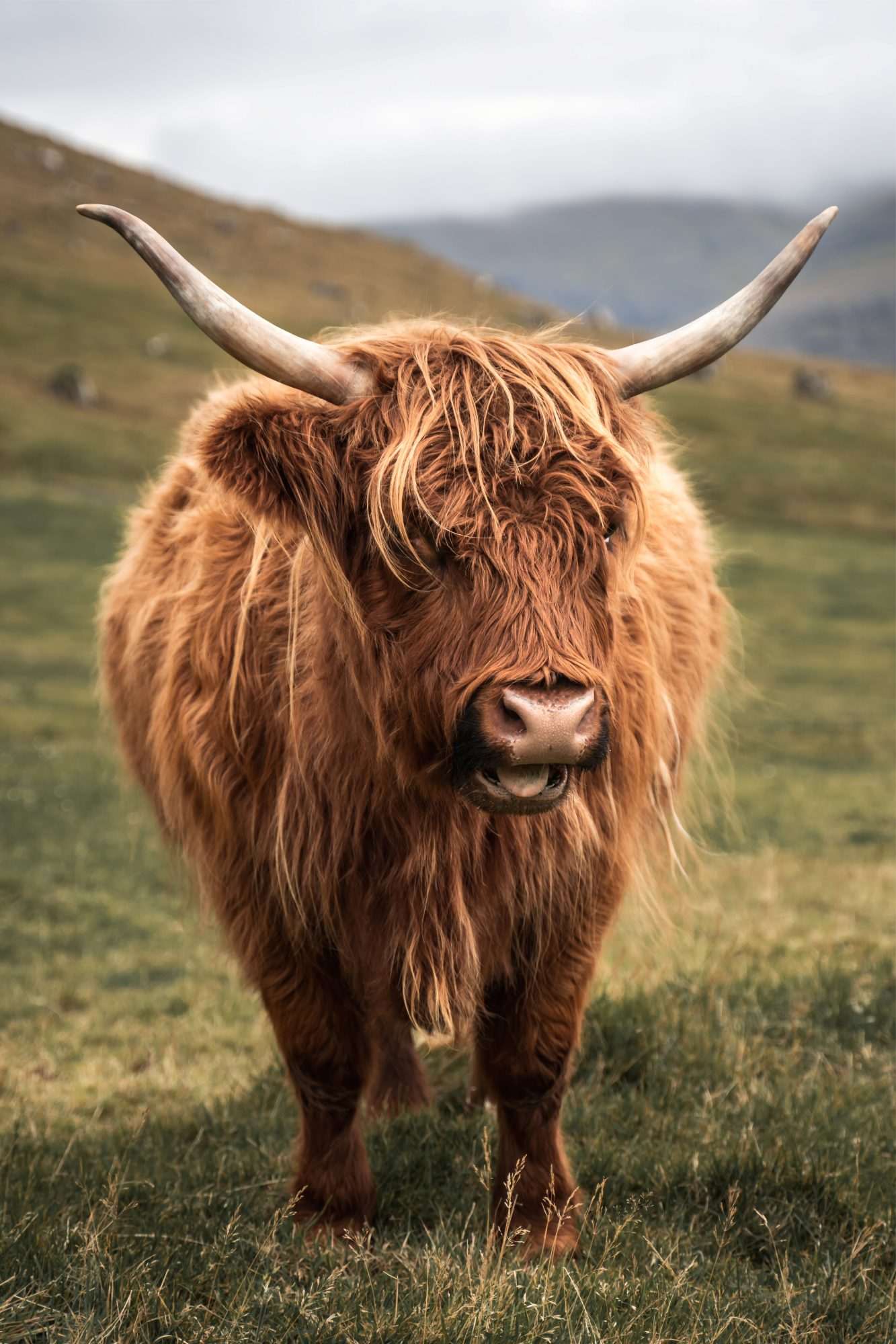 Fotobehang Schotse Hooglander op Heuvel - Afbeelding 2