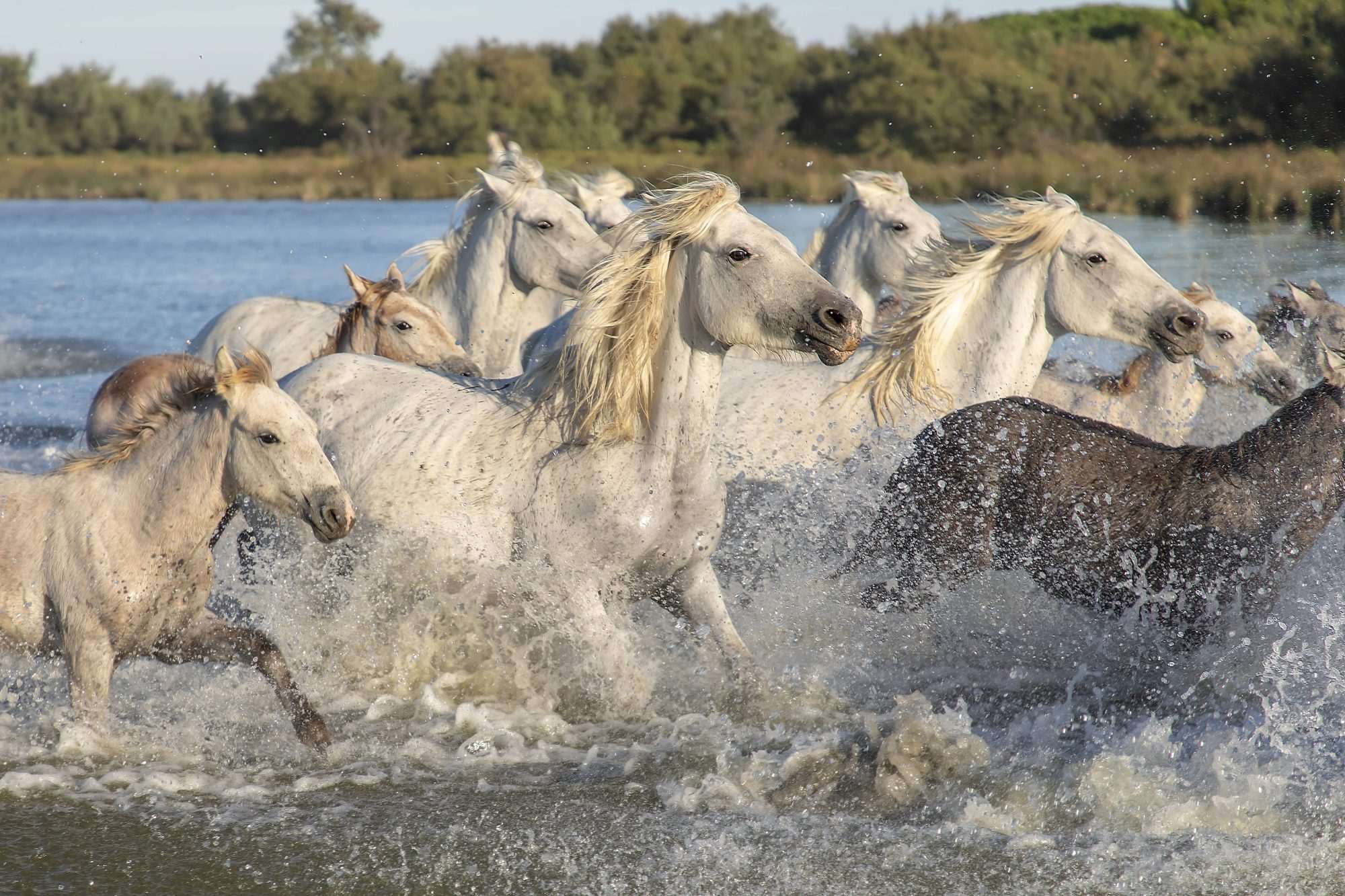 Fotobehang Wilde Paarden in het Water - Afbeelding 2