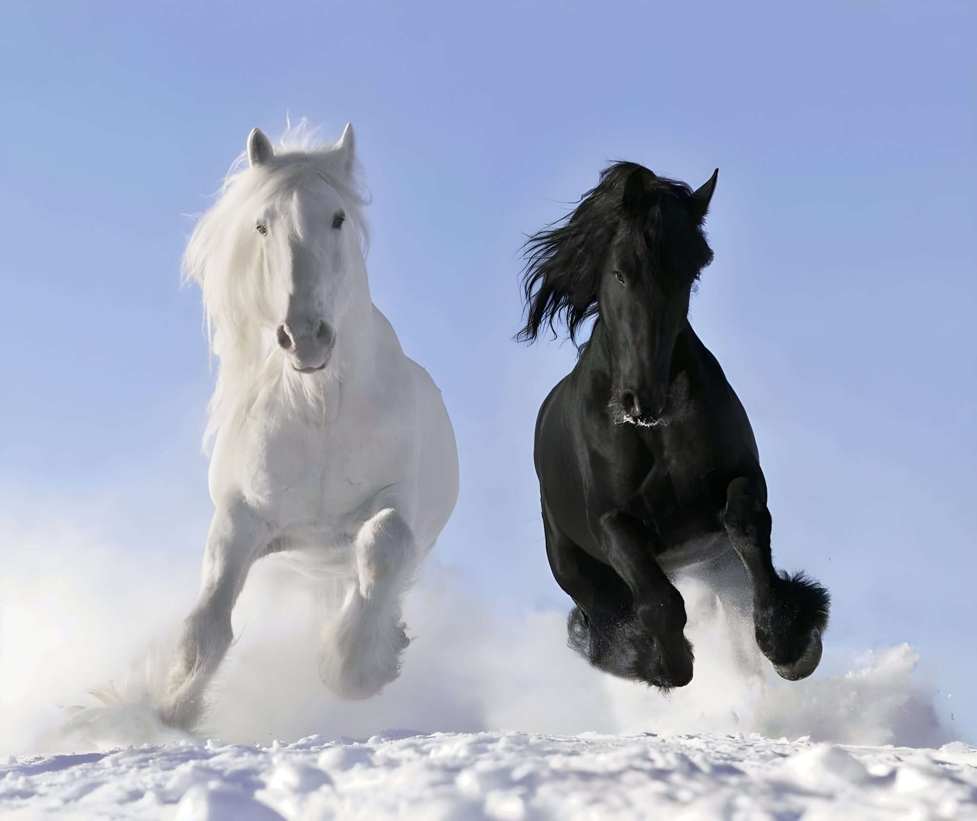 Fotobehang Zwart-Wit Paarden Galopperend in Sneeuw - Afbeelding 2