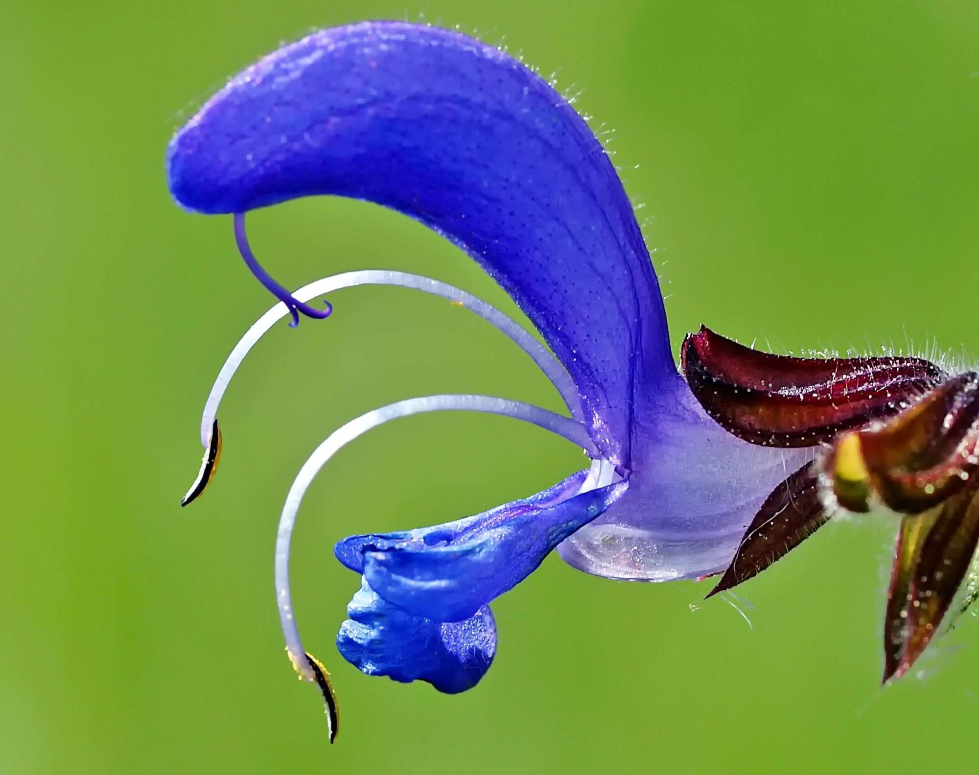 Fotobehang Blauwe Salie Bloem Macro - Afbeelding 2
