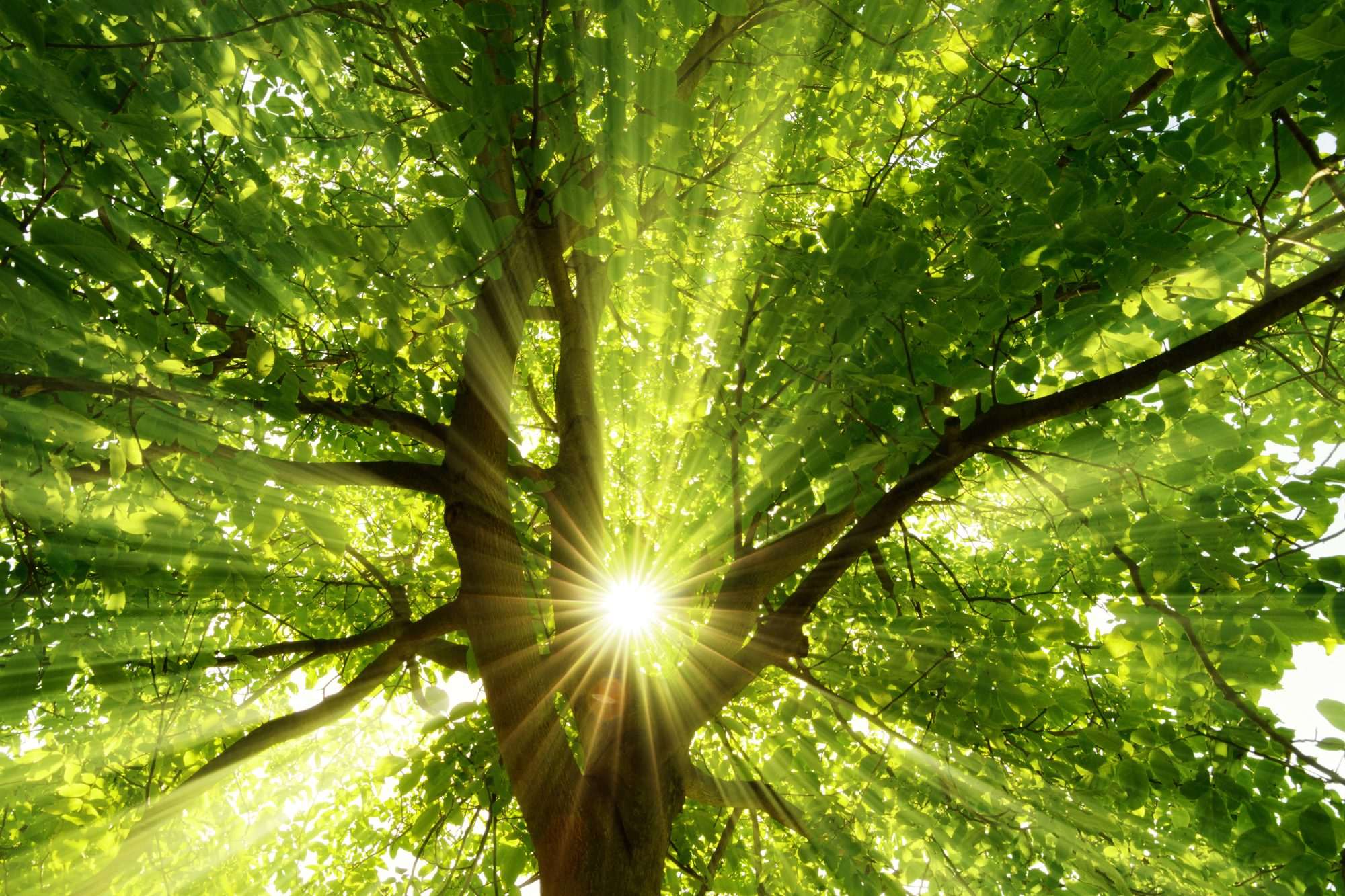 Fotobehang Bos met Zonlicht door Bladerdak - Afbeelding 2