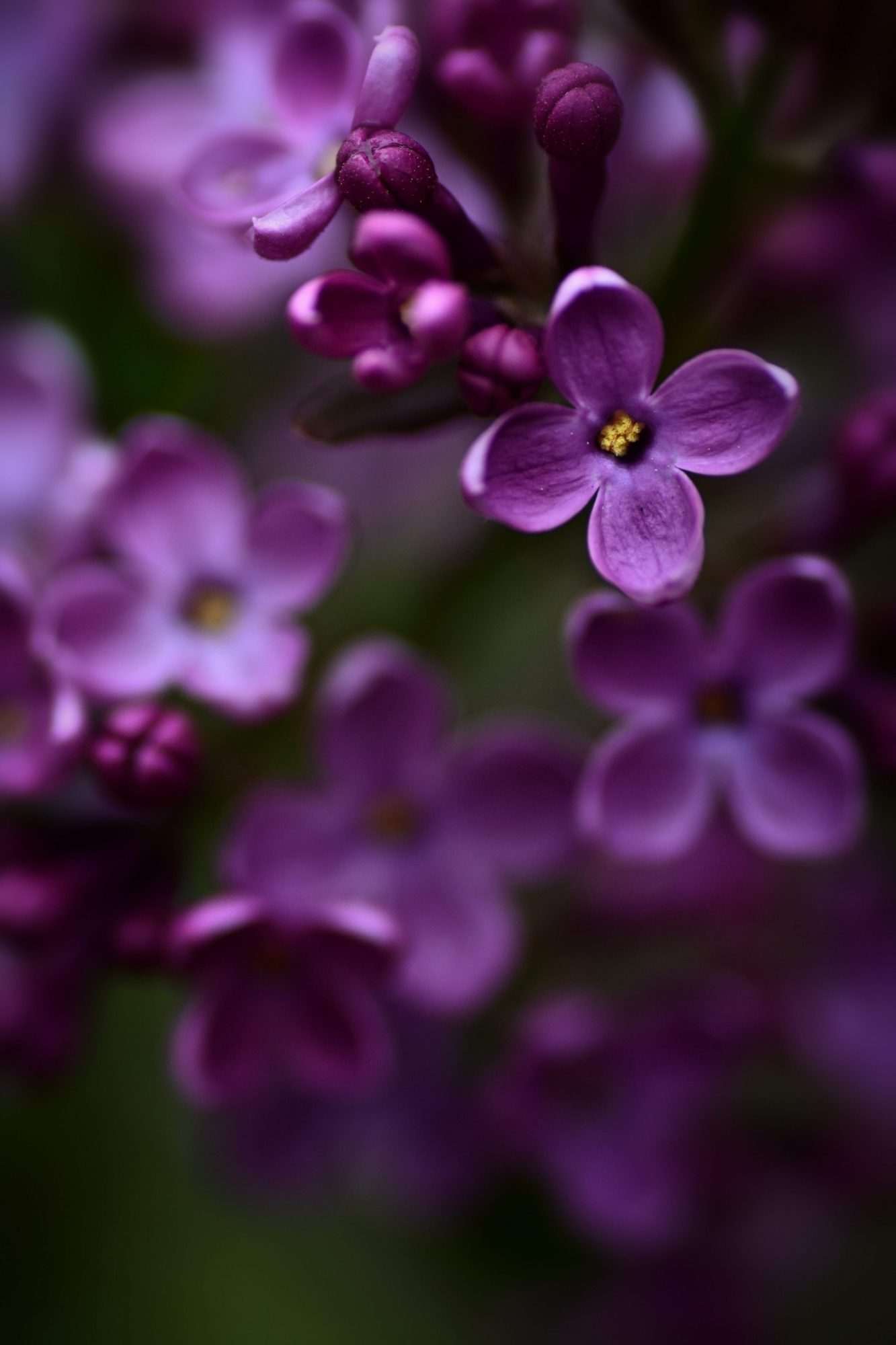 Fotobehang Donkerpaarse Hortensia Close-up - Afbeelding 2