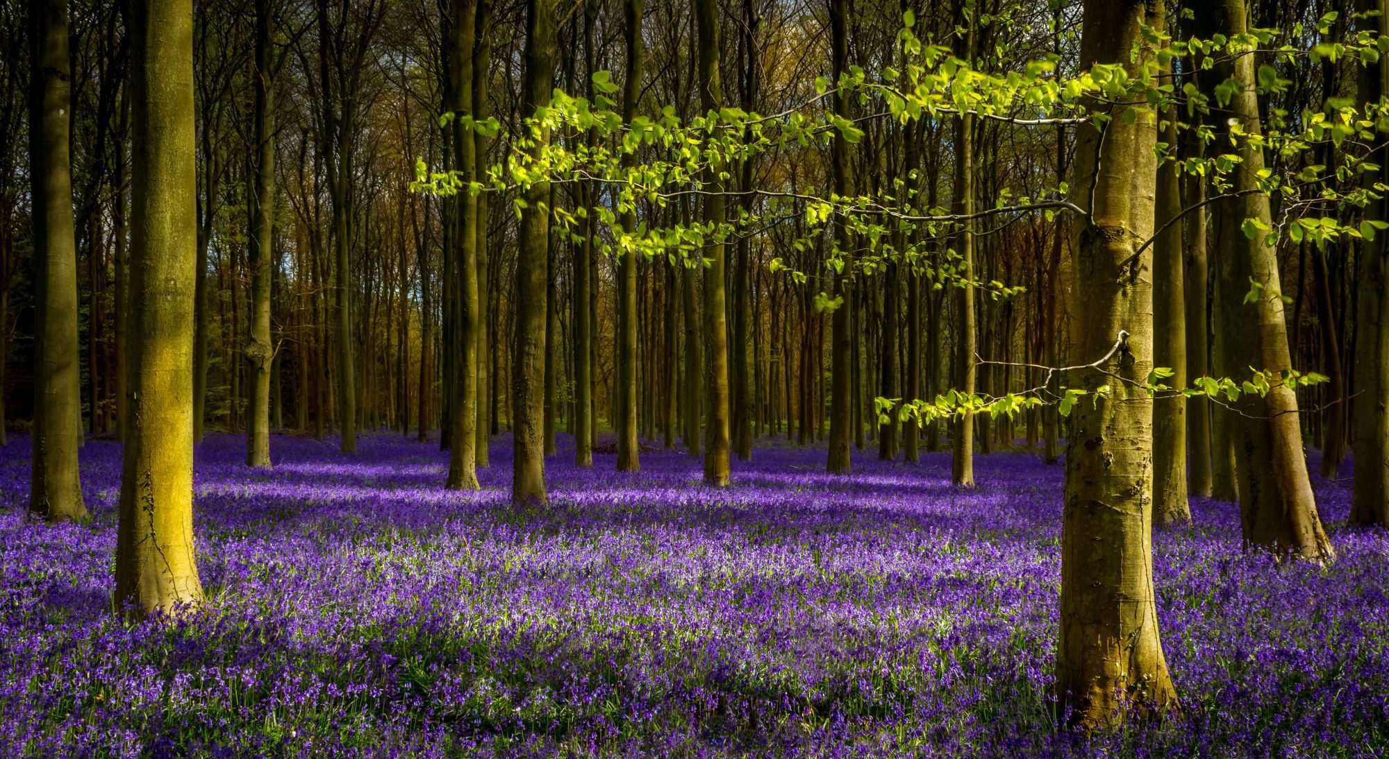 Fotobehang Lavendelbos met Bloeiende Bodem - Afbeelding 2