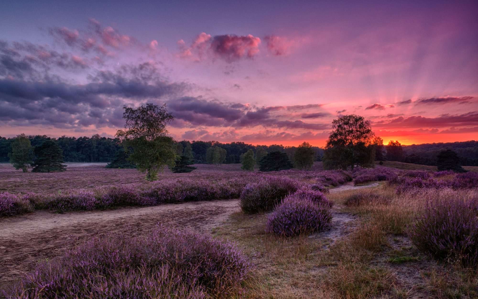 Fotobehang Lavendelveld bij Avondlucht - Afbeelding 2