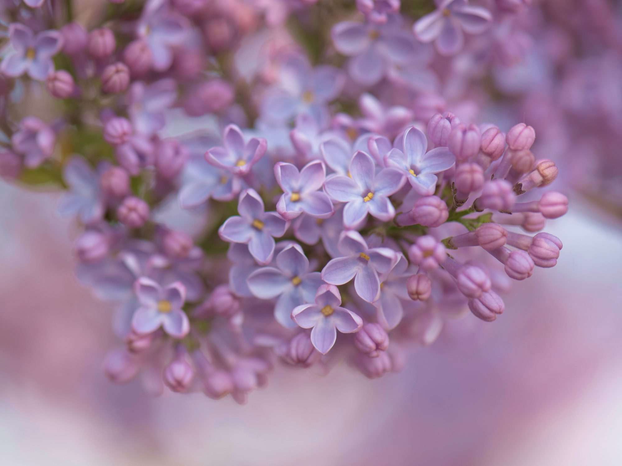 Fotobehang Lila Sering Bloesem Close-up - Afbeelding 2