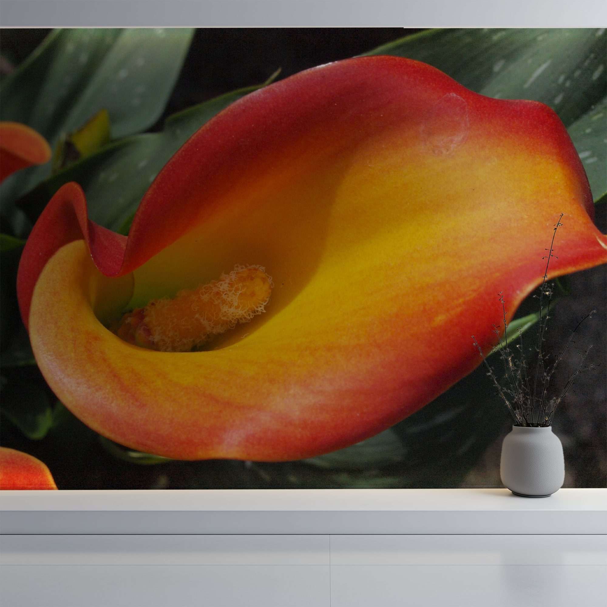 Fotobehang Oranje Calla Lelie Close-up