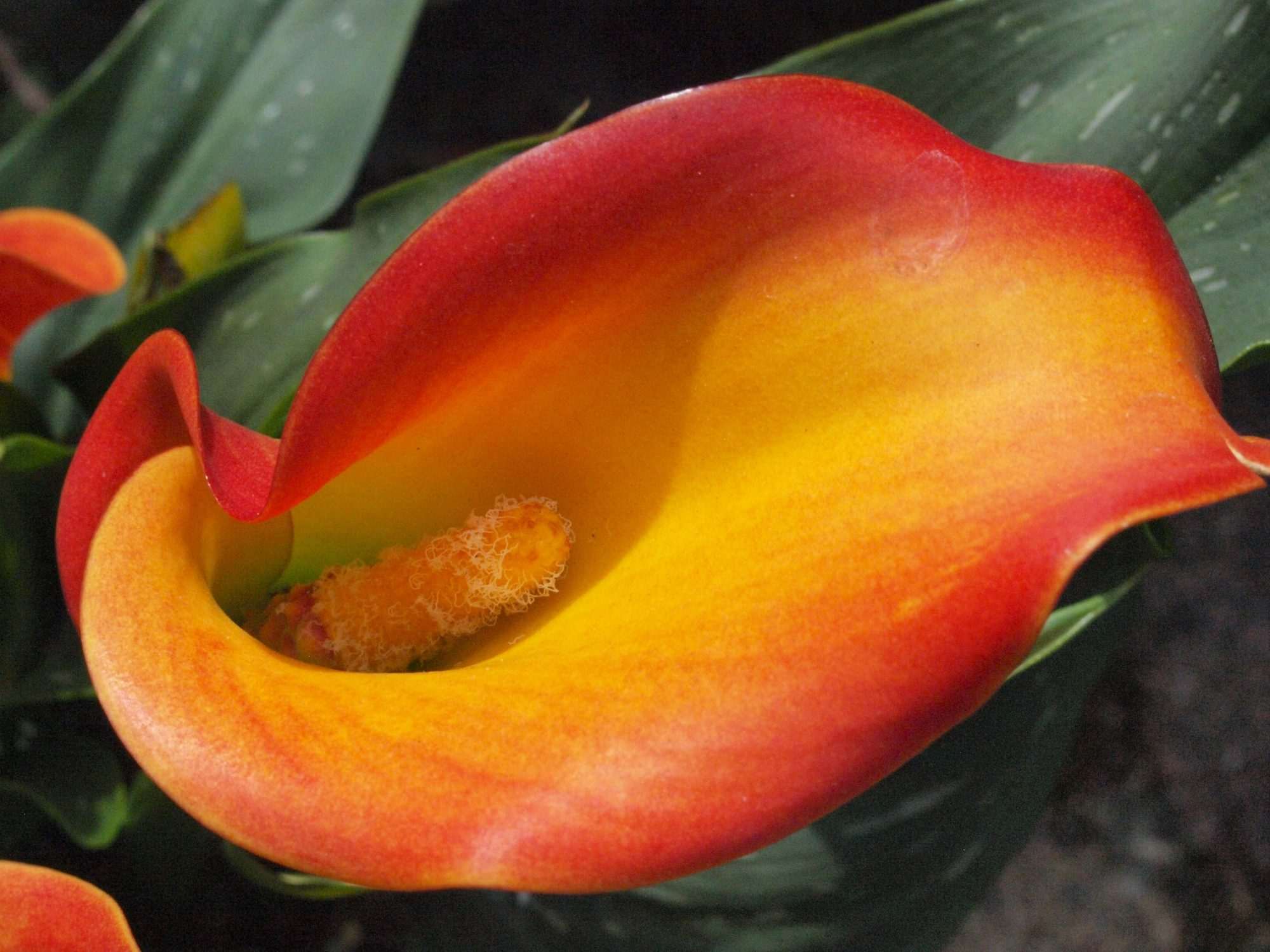Fotobehang Oranje Calla Lelie Close-up - Afbeelding 2