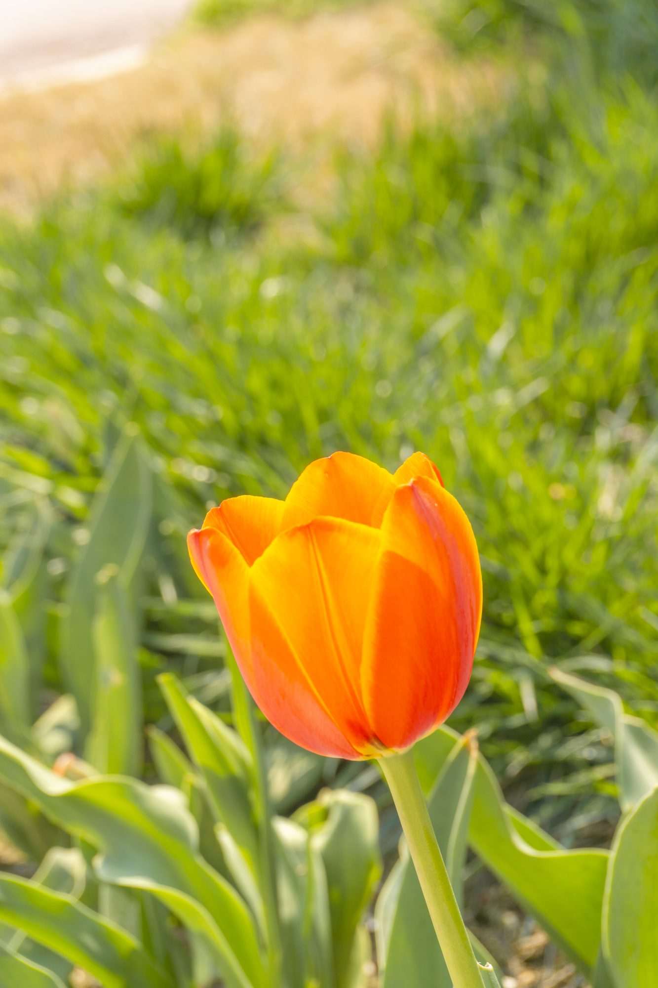 Fotobehang Oranje Tulp in Lenteveld - Afbeelding 2
