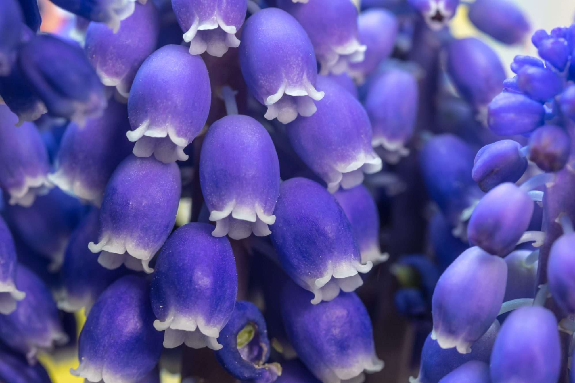 Fotobehang Paarse Druifhyacinten Macro - Afbeelding 2