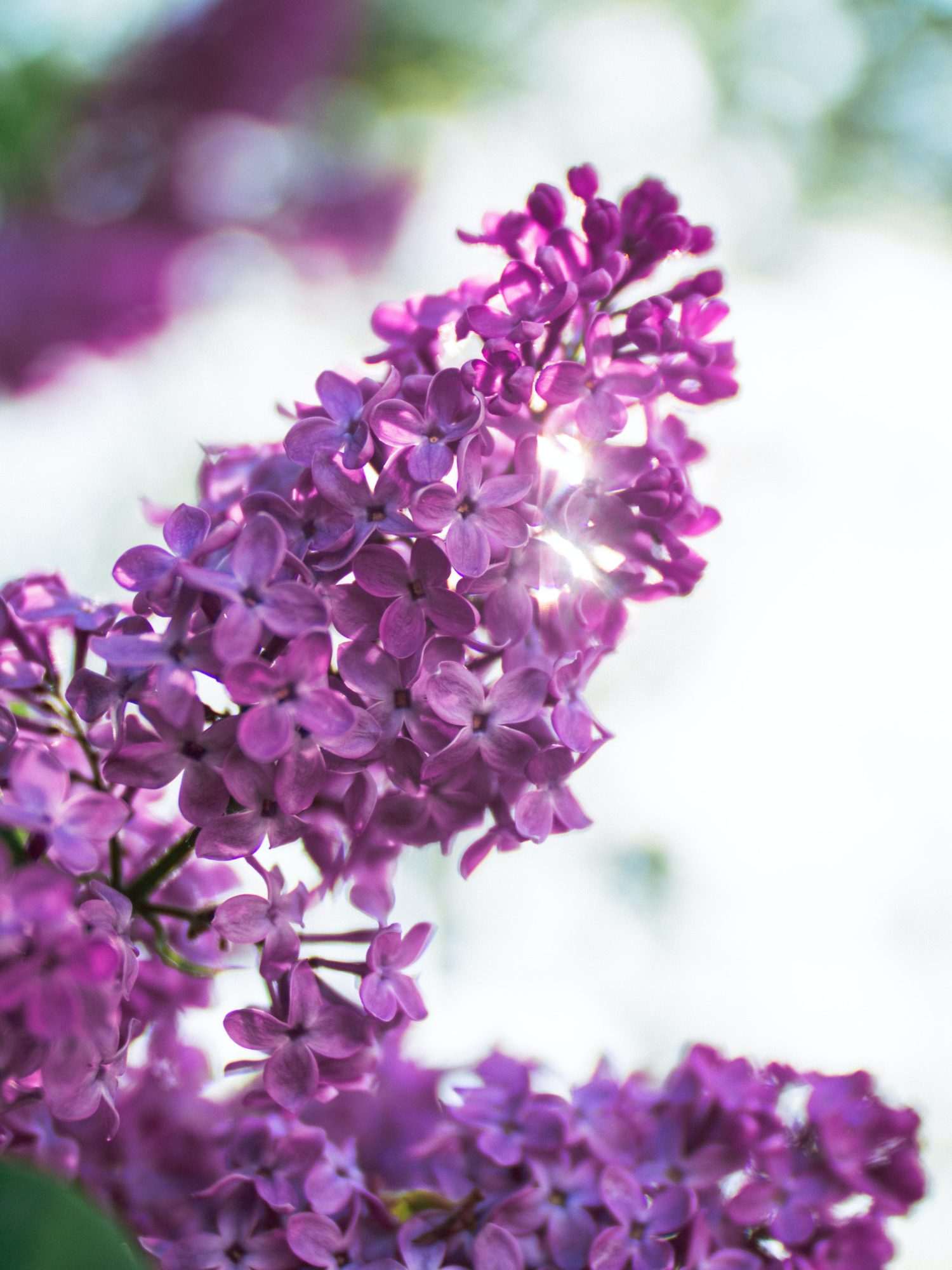Fotobehang Paarse Sering Bloemtros - Afbeelding 2