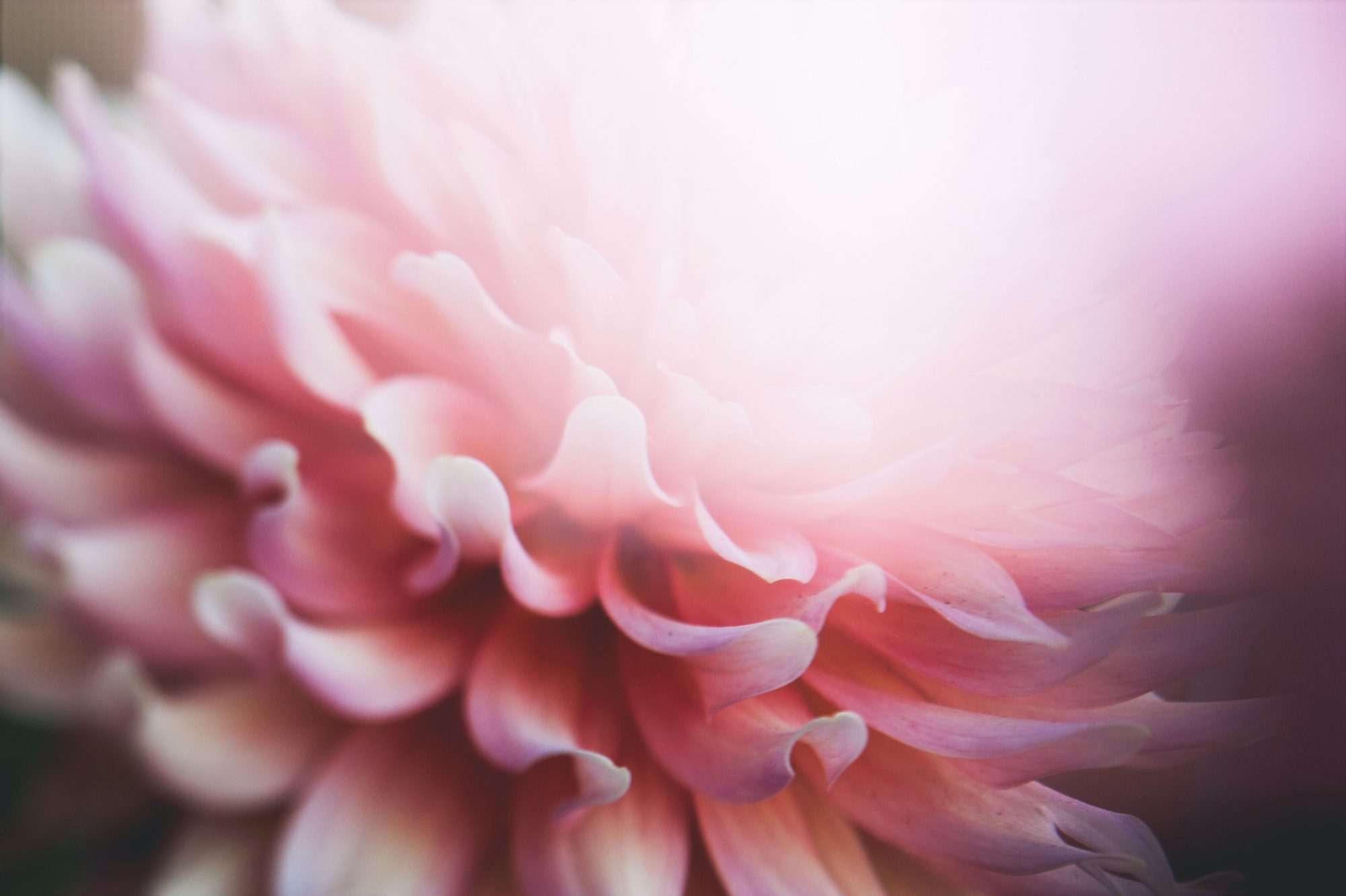 Oranje dahlia, Dahlia, Bloemen, Donkere tuin, Botanisch, Bloemen fotobehang, Natuur, Luxe interieur - Afbeelding 2