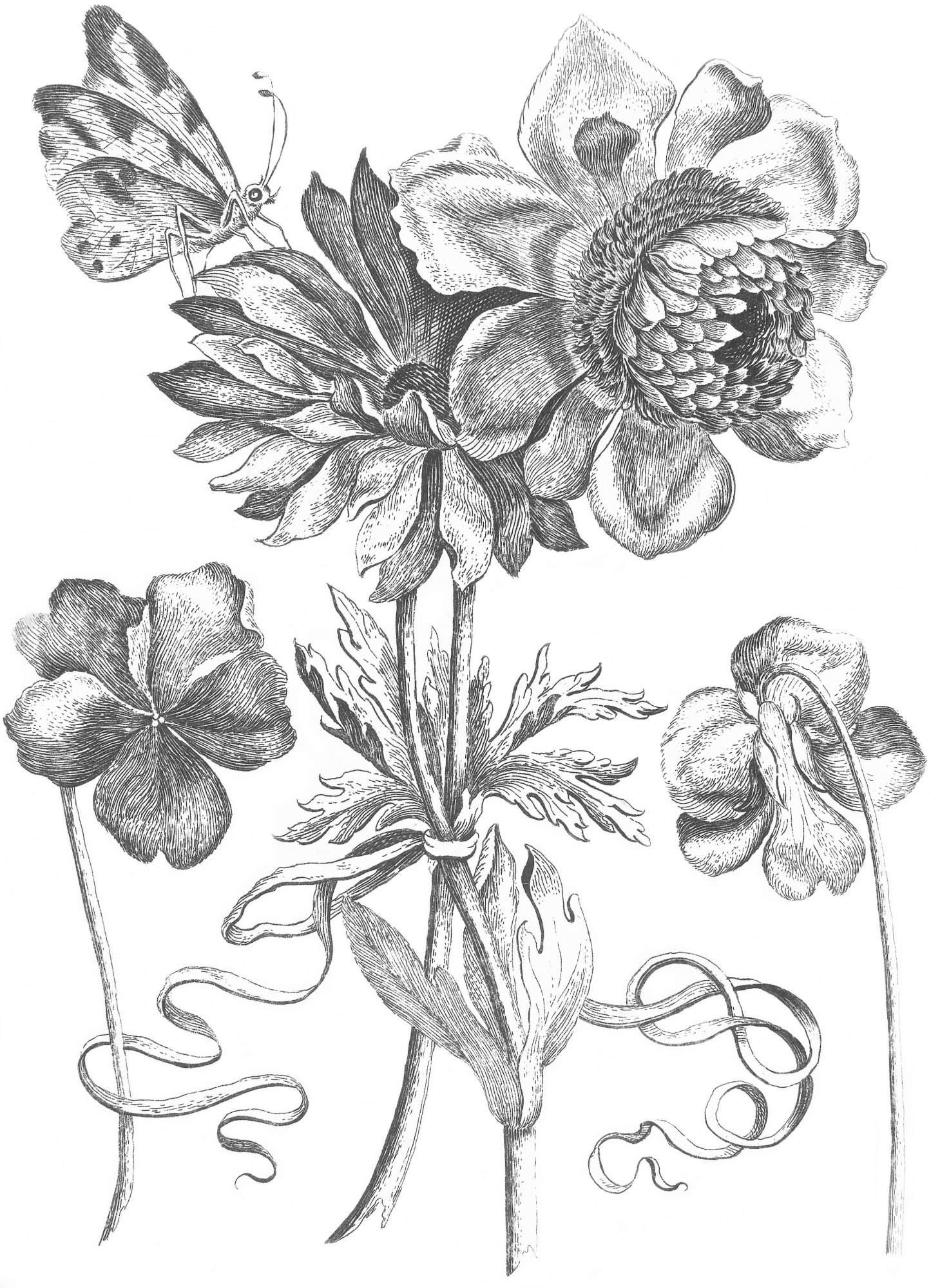 Fotobehang Botanische Pentekening met Bloemen en Vlinder - Afbeelding 2