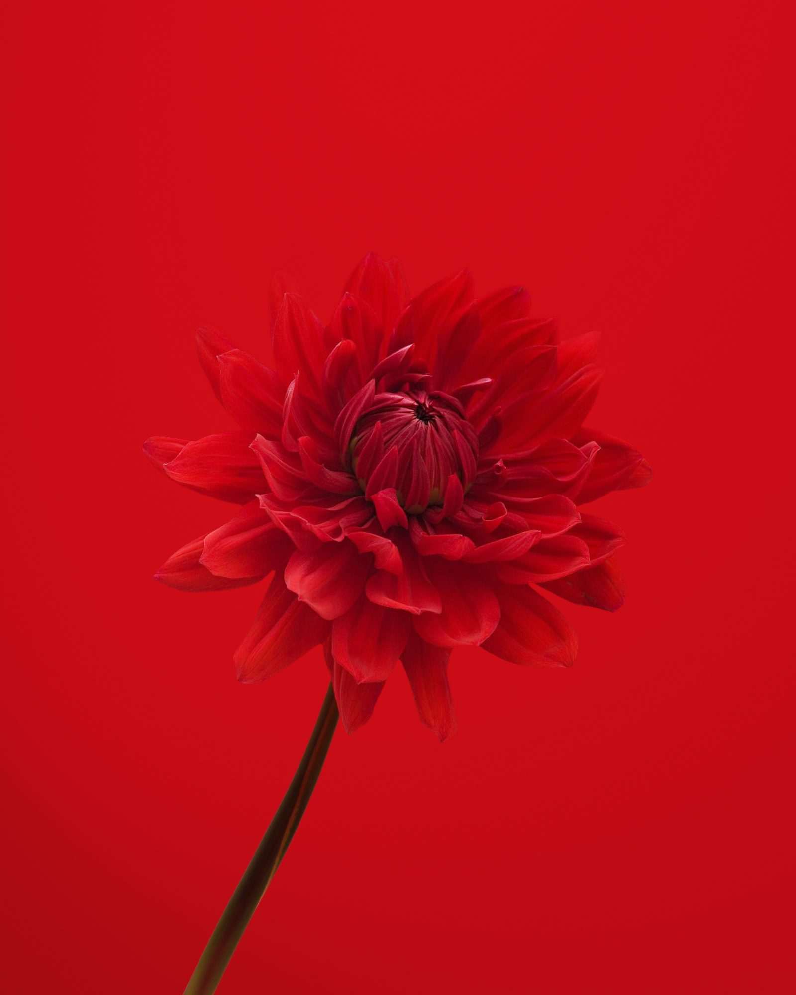 Fotobehang Rode Dahlia op Rode Achtergrond - Afbeelding 2