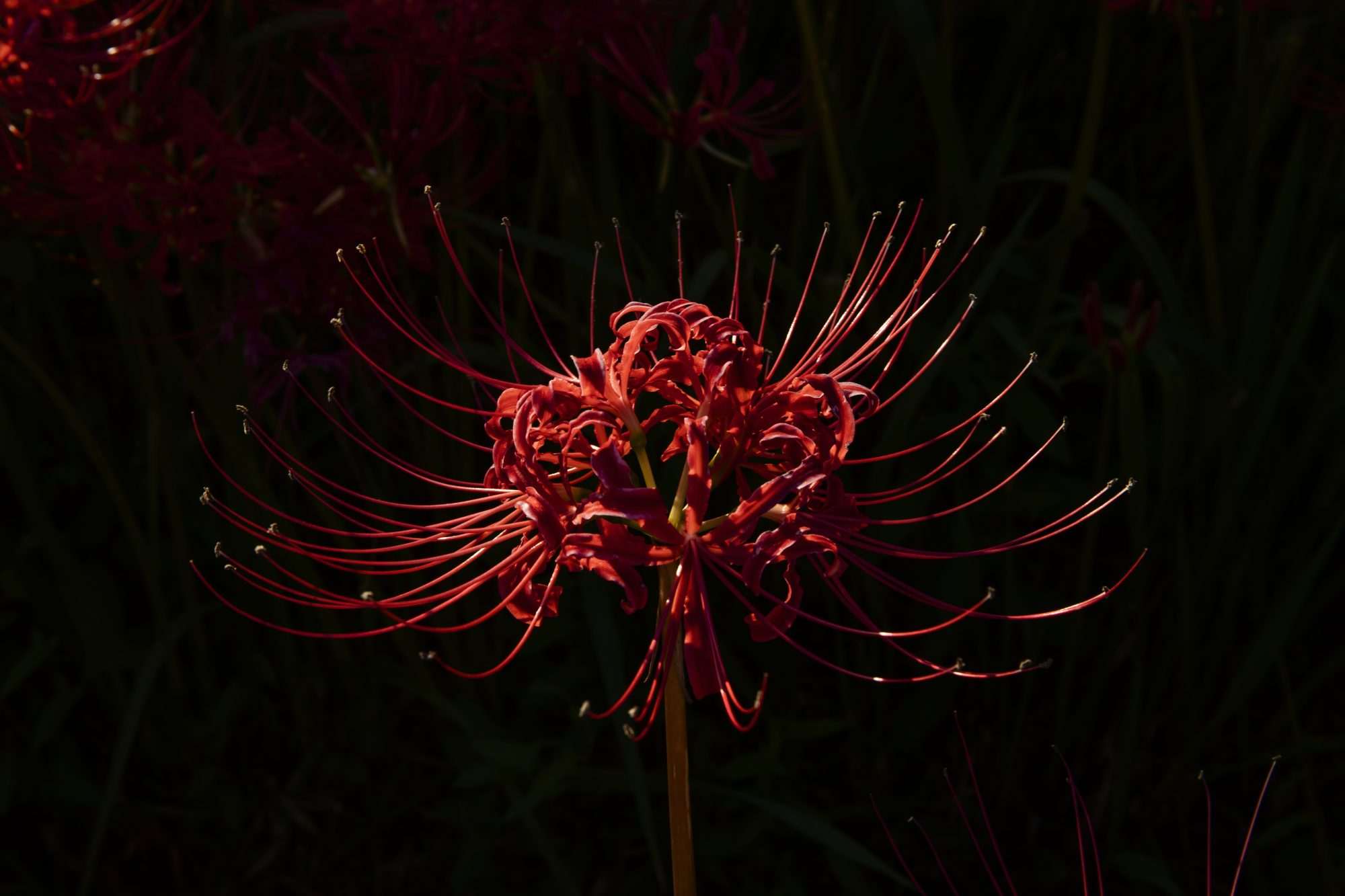 Fotobehang Rode Spinlelie Macro op Donkere Achtergrond - Afbeelding 2