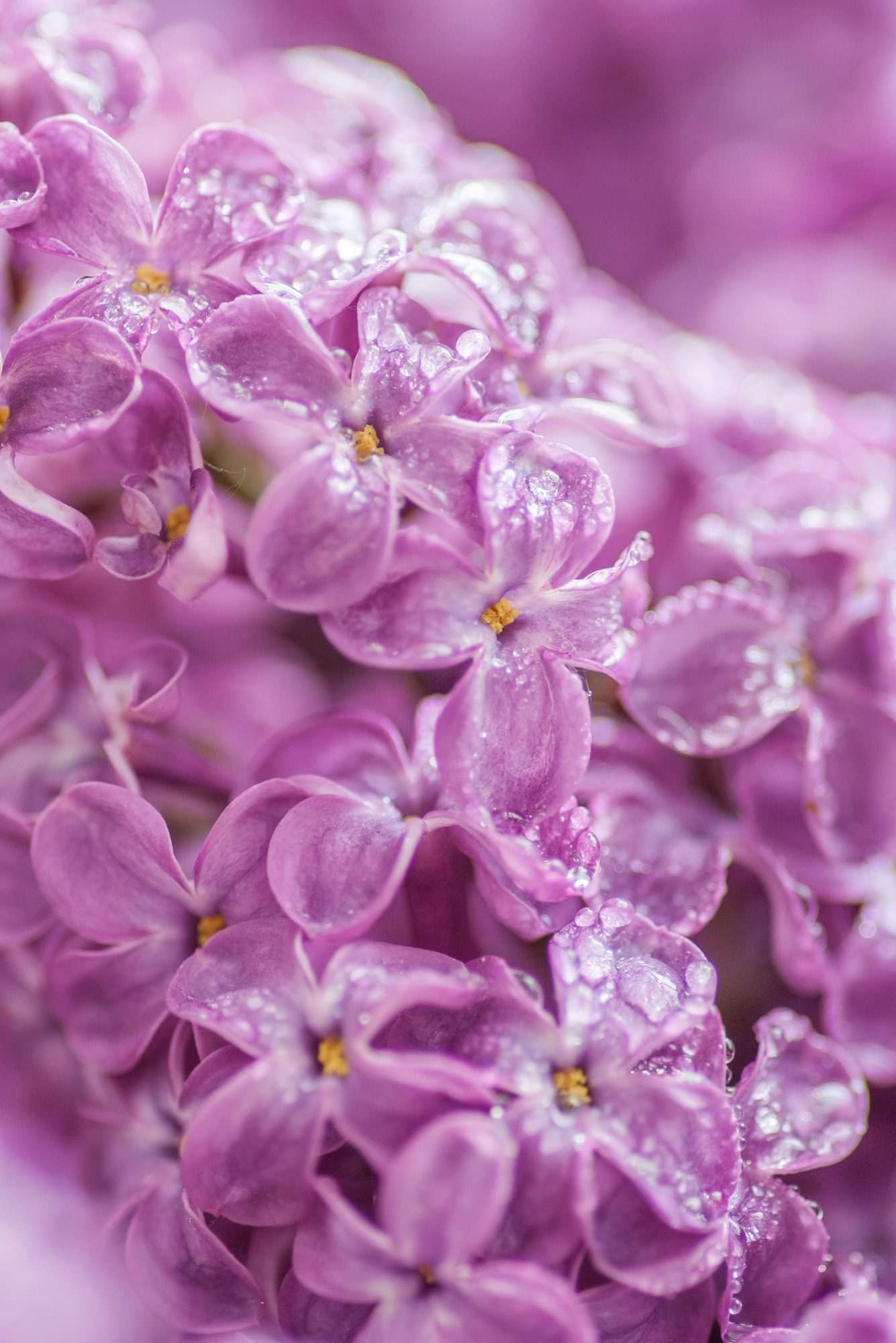 Fotobehang Roze Sering met Dauwdruppels - Afbeelding 2