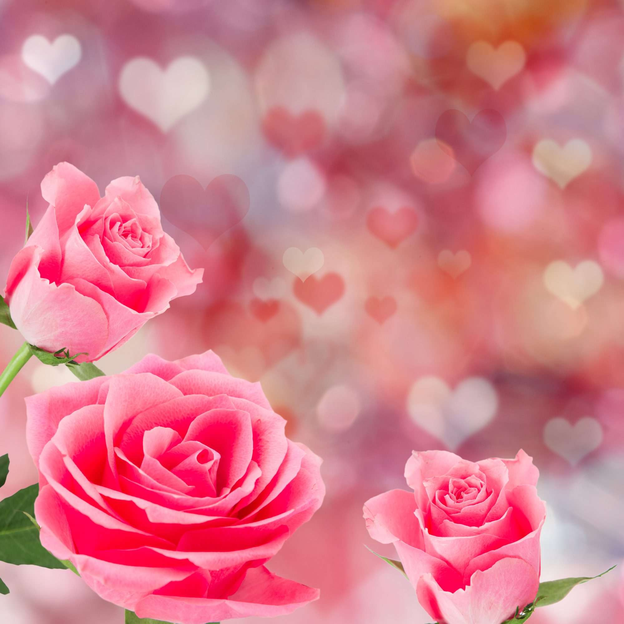 Fotobehang Roze Rozen met Hartjesachtergrond - Afbeelding 2