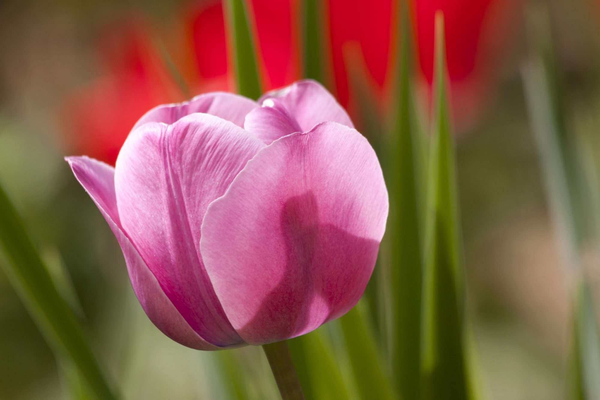 Fotobehang Roze Tulp Close-up - Afbeelding 2