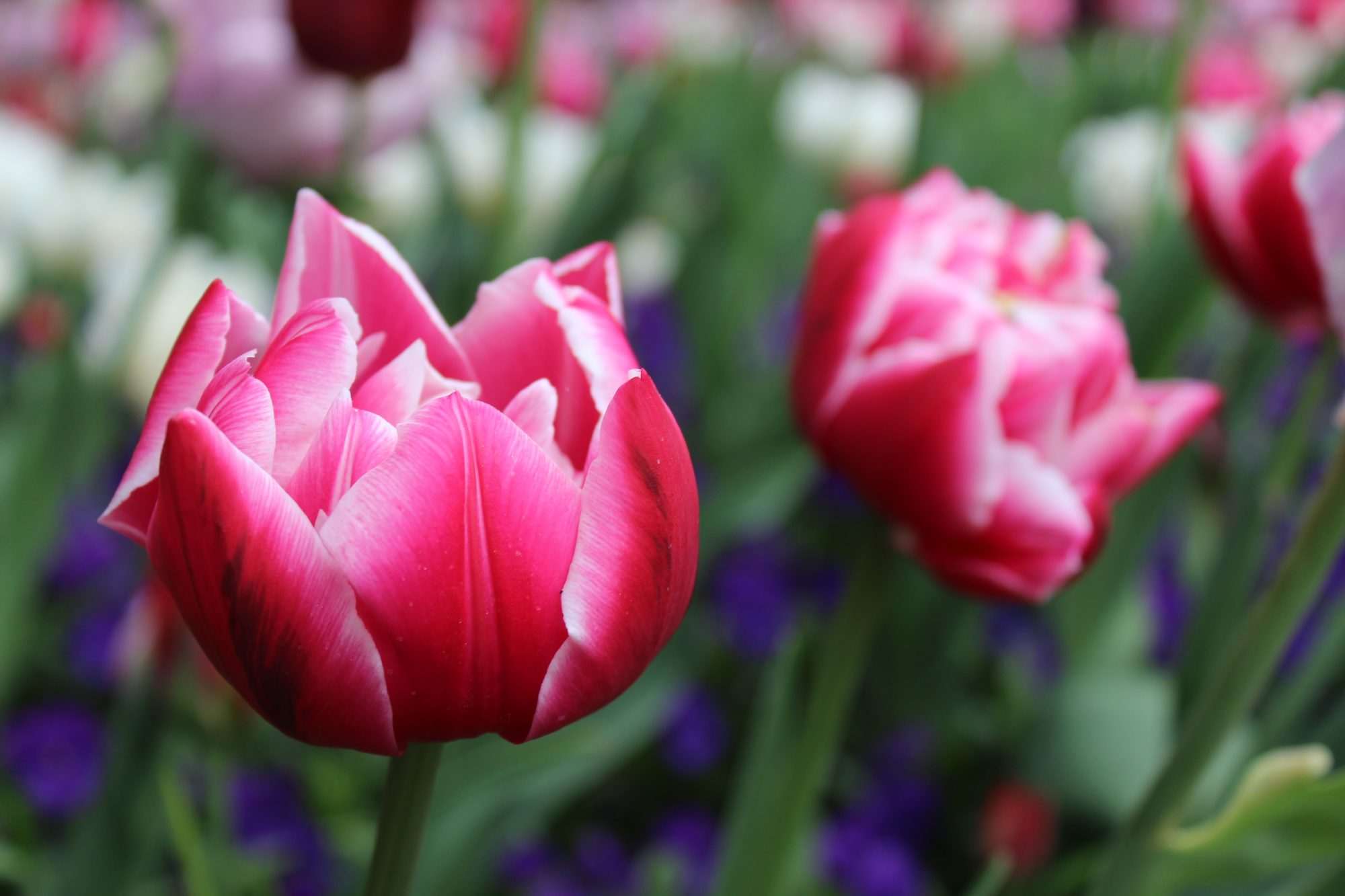 Fotobehang Roze Tulpen in Bloei - Afbeelding 2