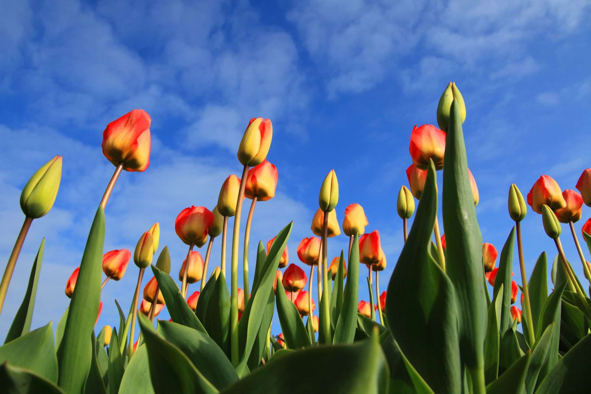 Fotobehang Tulpen tegen Blauwe Lucht - Afbeelding 2