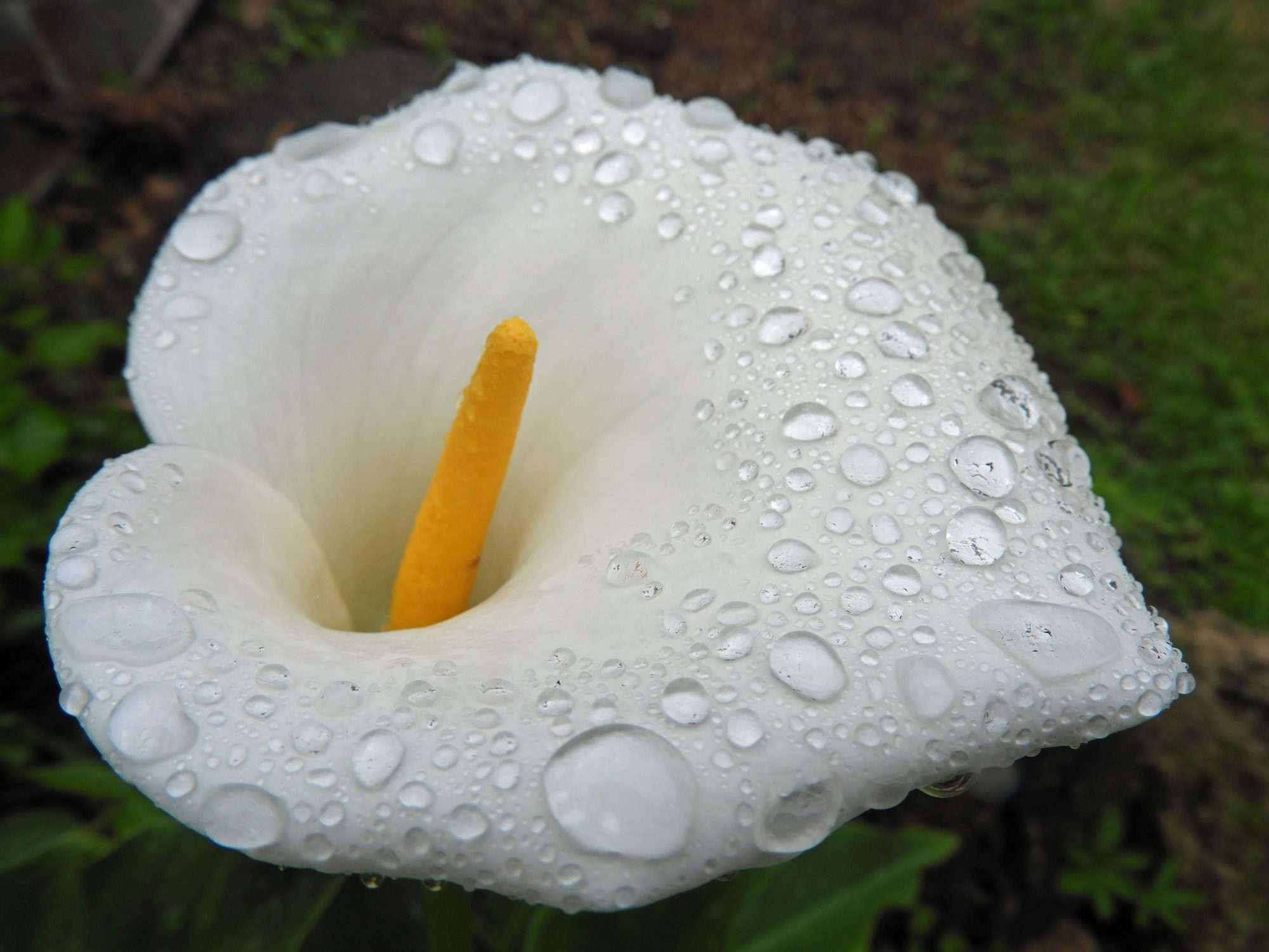 Fotobehang Witte Calla Lelie met Dauwdruppels - Afbeelding 2