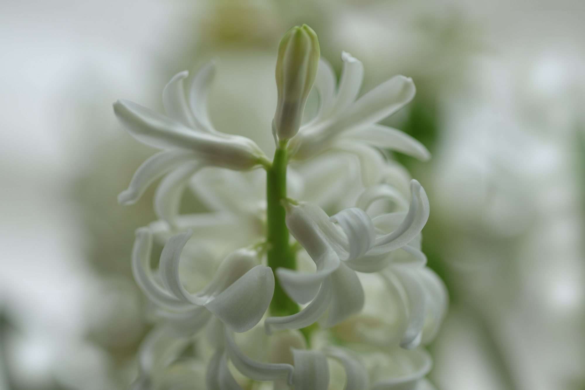 Fotobehang Witte Hyacint Close-up - Afbeelding 2