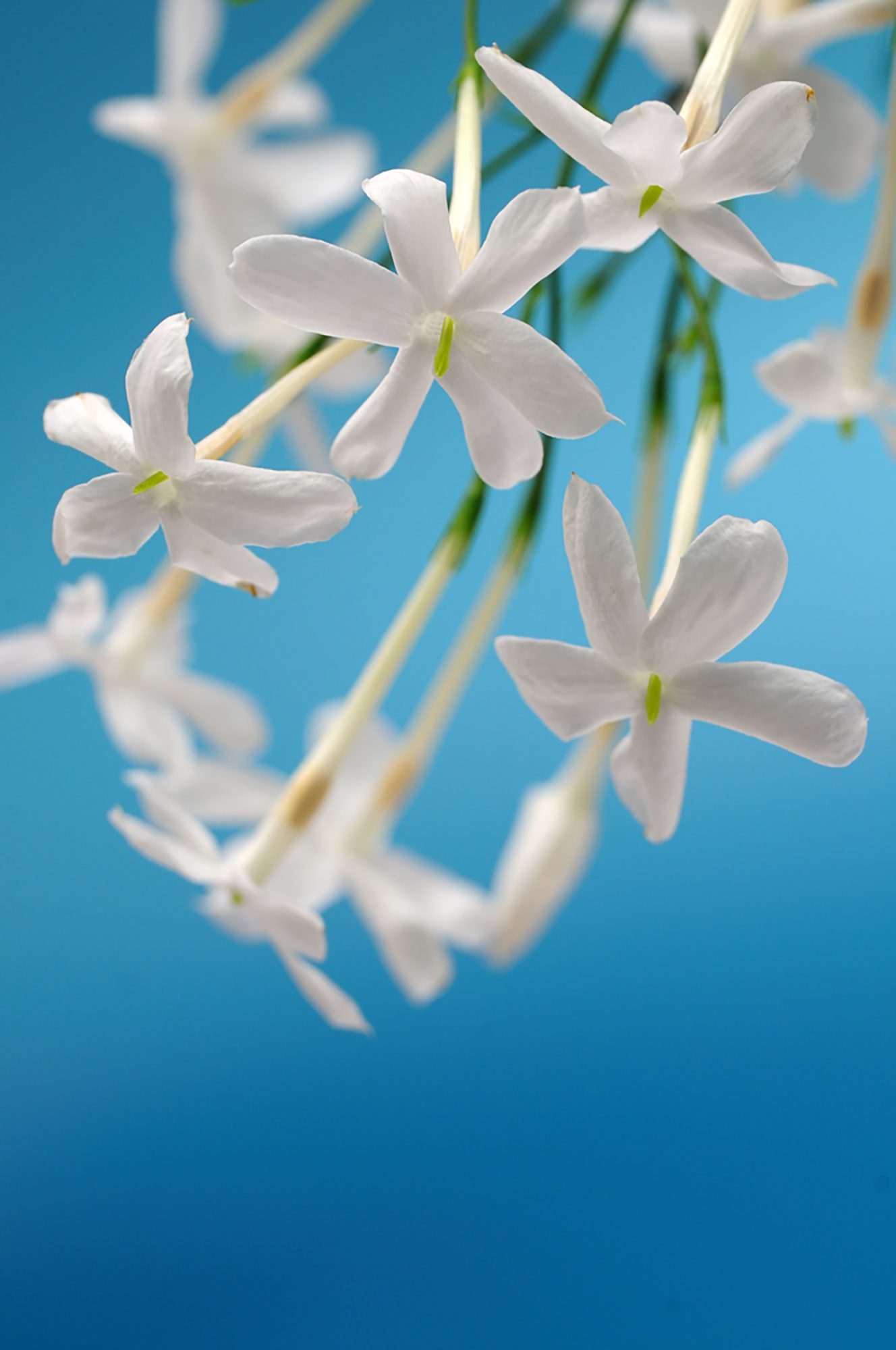 Fotobehang Witte Jasmijnbloemen tegen Blauwe Lucht - Afbeelding 2