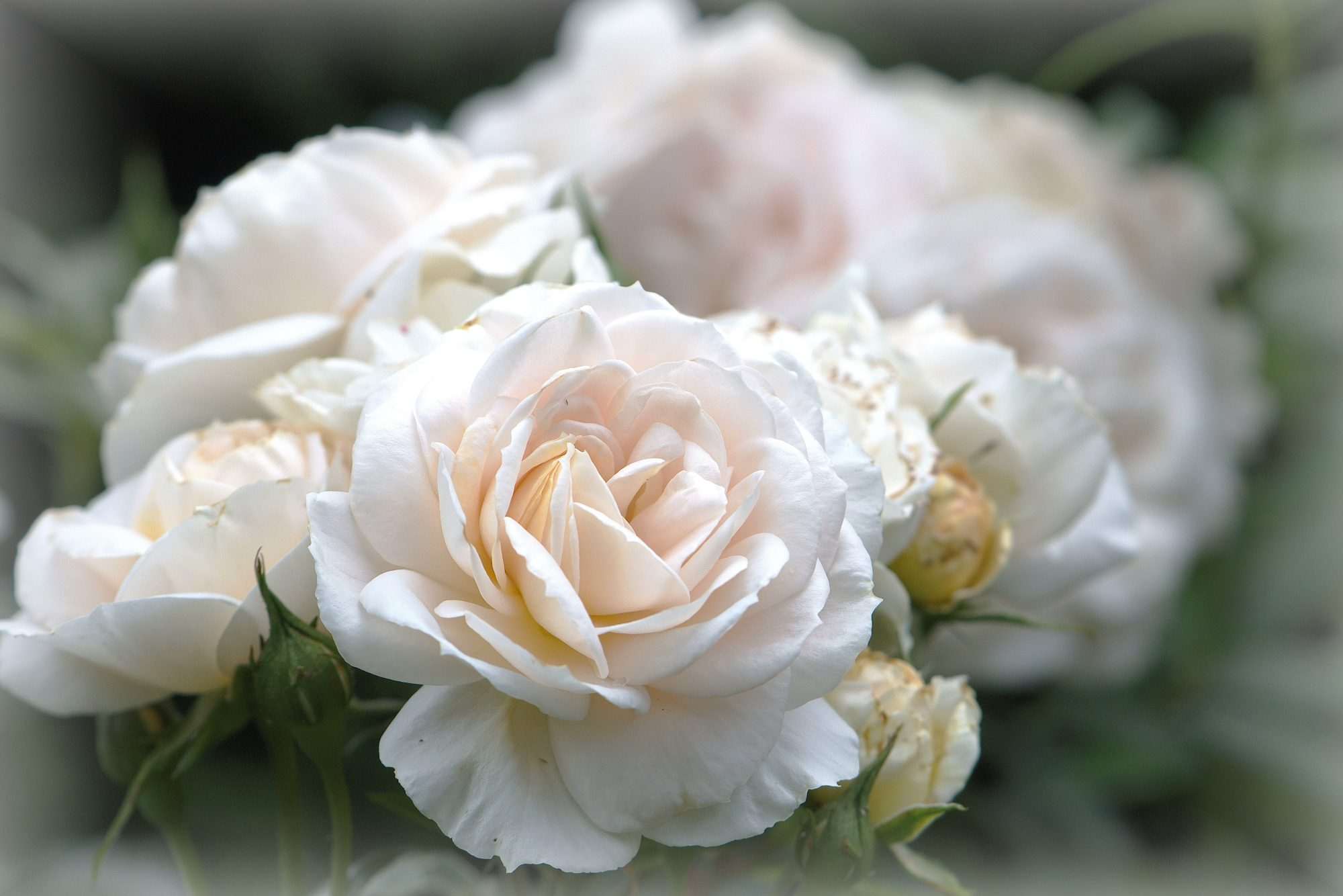 Fotobehang Witte Rozen Close-up - Afbeelding 2