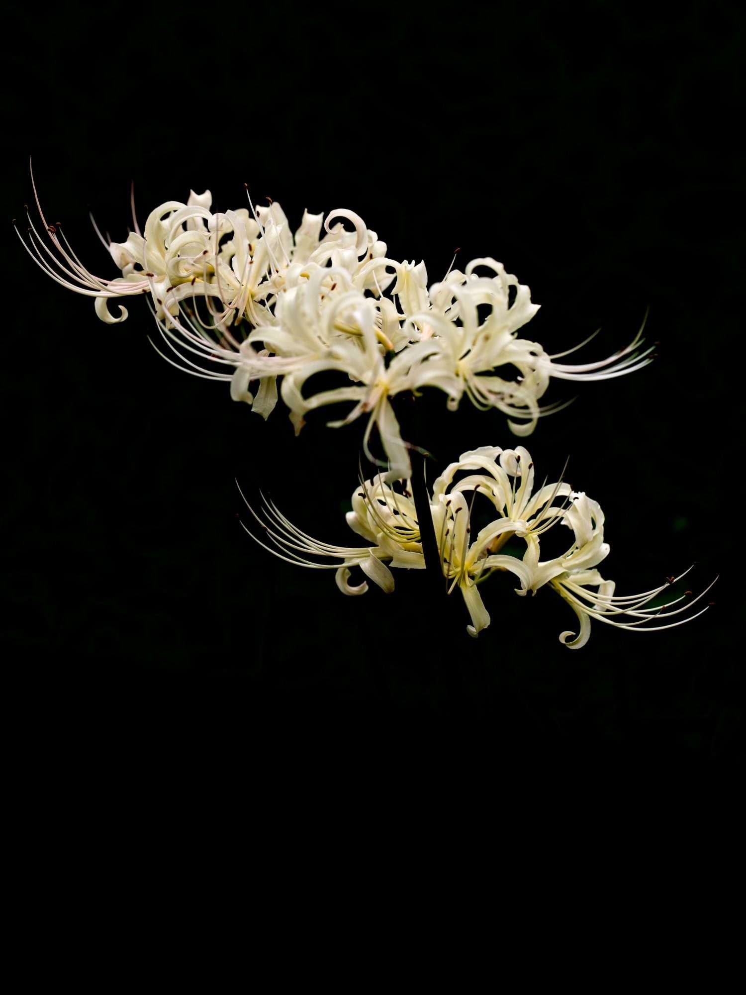 Fotobehang Witte Spinlelie op Zwarte Achtergrond - Afbeelding 2