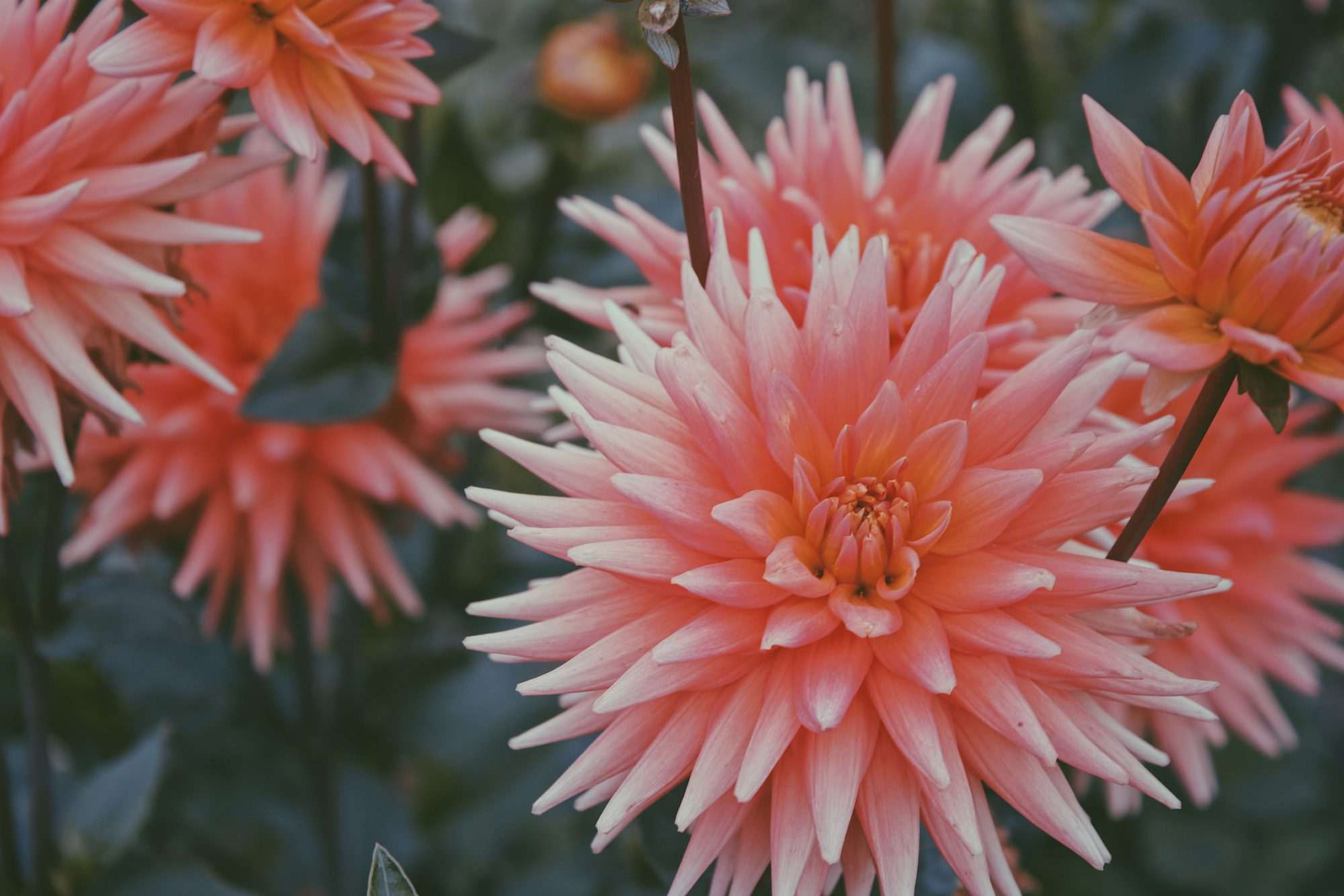 Rode dahlia, Dahlia, Rode bloem, Minimalistisch, Moderne kunst, Bloemen fotobehang, Botanisch, Luxe interieur - Afbeelding 2