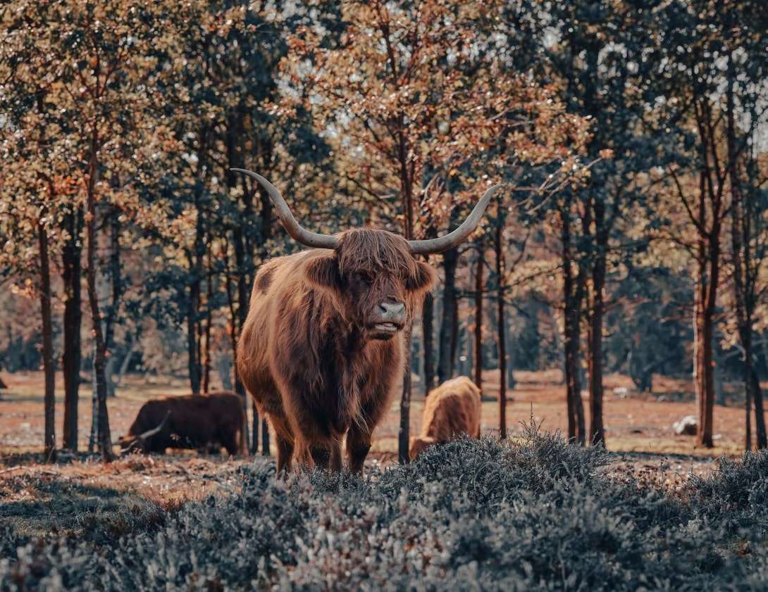 Fotobehang Schotse Hooglanders in Herfstbos - Afbeelding 2