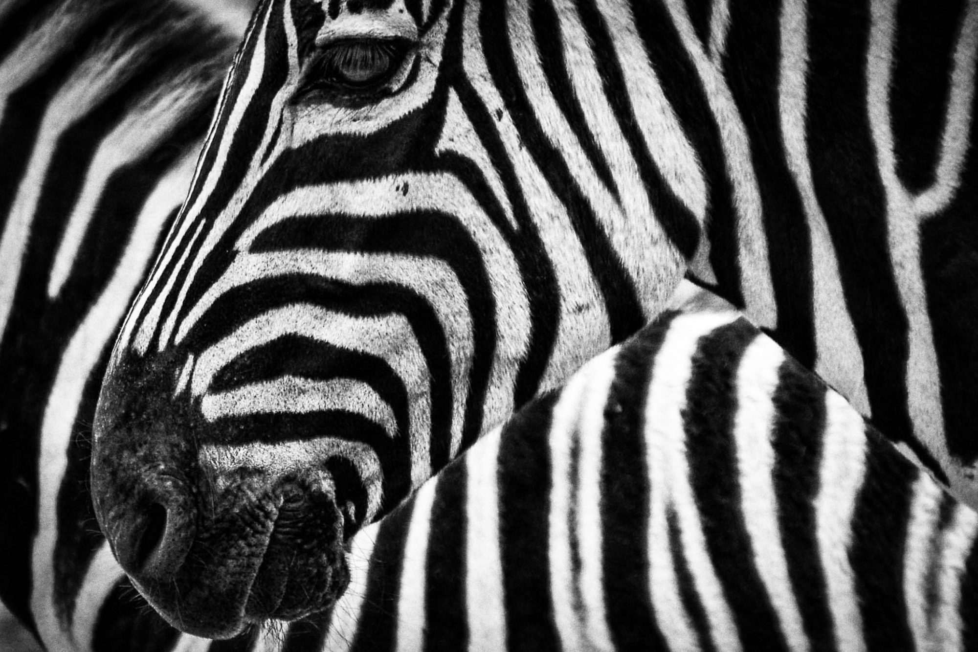 Fotobehang Zebra Patronen Zwart-Wit Close-up - Afbeelding 2