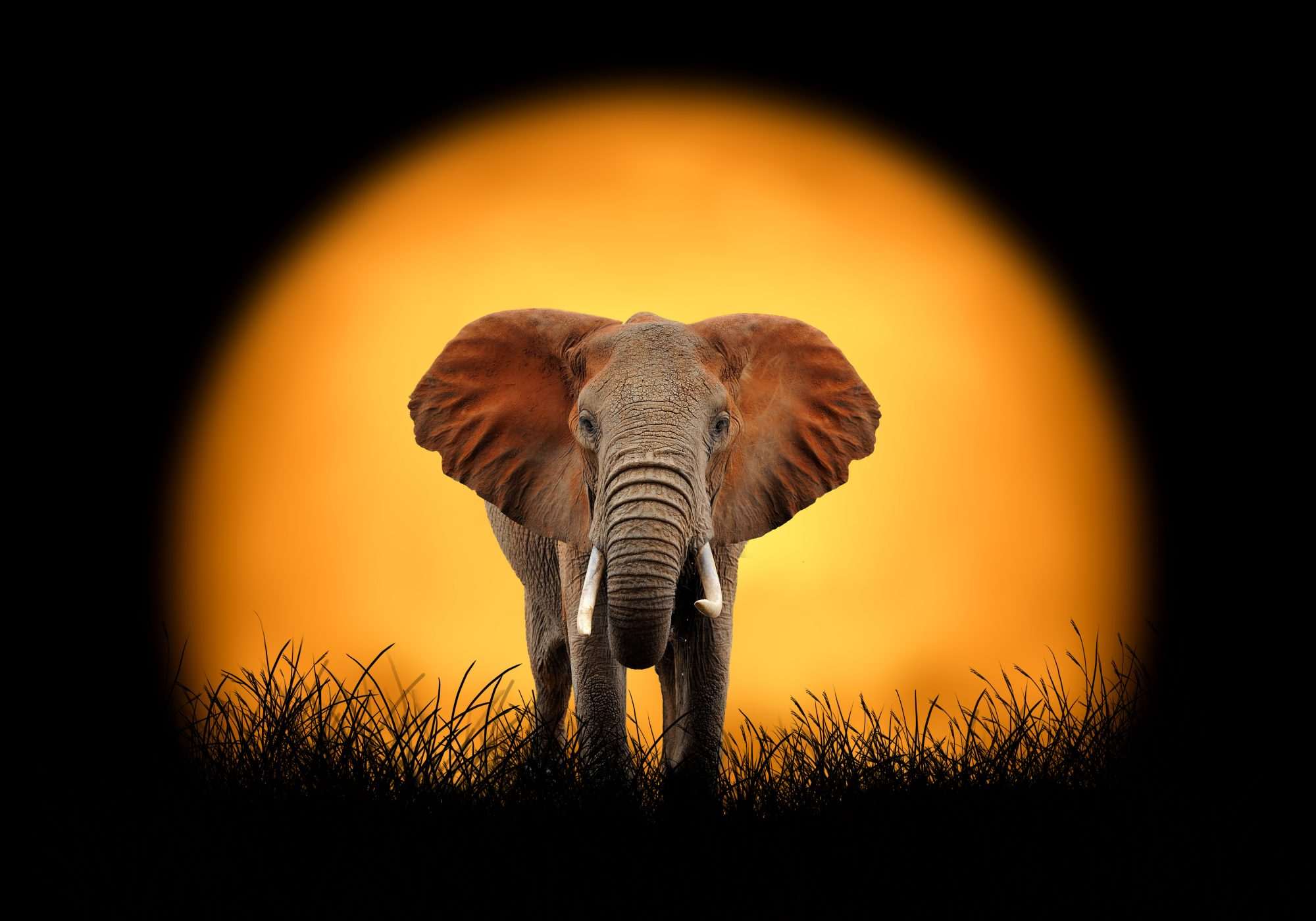 Fotobehang Olifant Zonsondergang Silhouet - Afbeelding 2