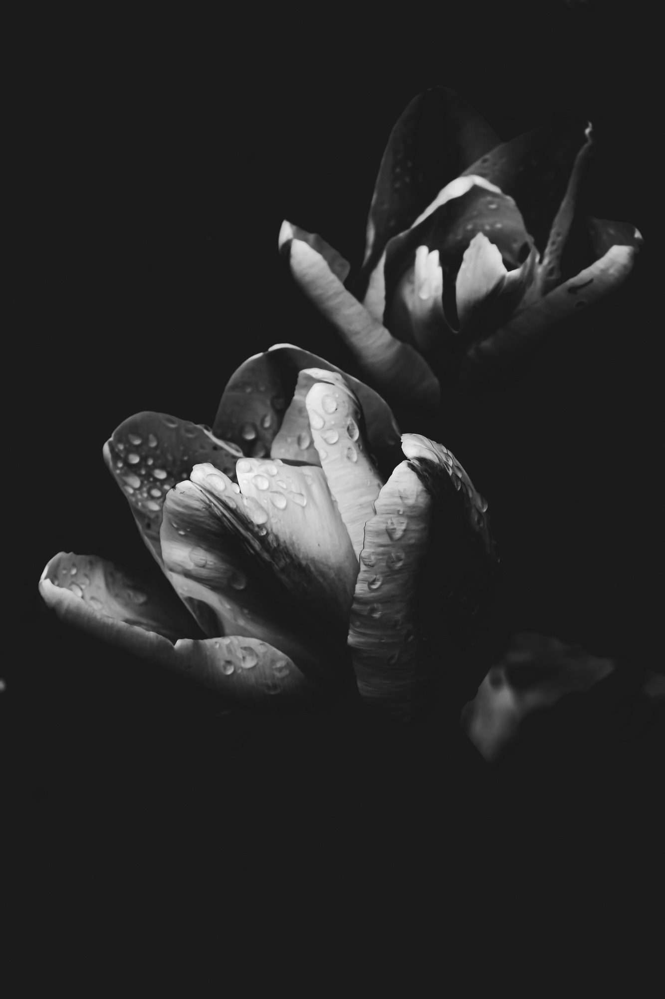 Fotobehang Zwart-Witte Rozen Artistieke Bloemenfotografie - Afbeelding 2