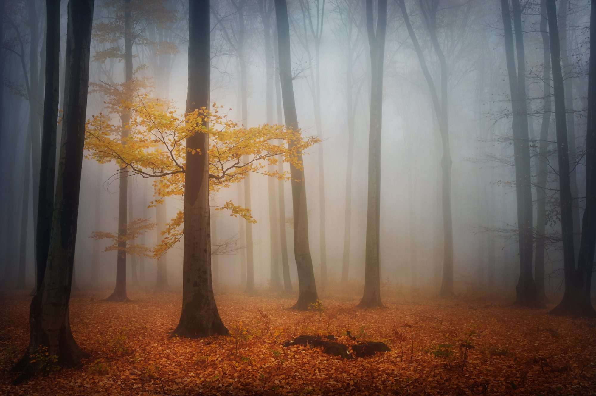 Fotobehang Mystiek Mistig Herfstbos - Afbeelding 2