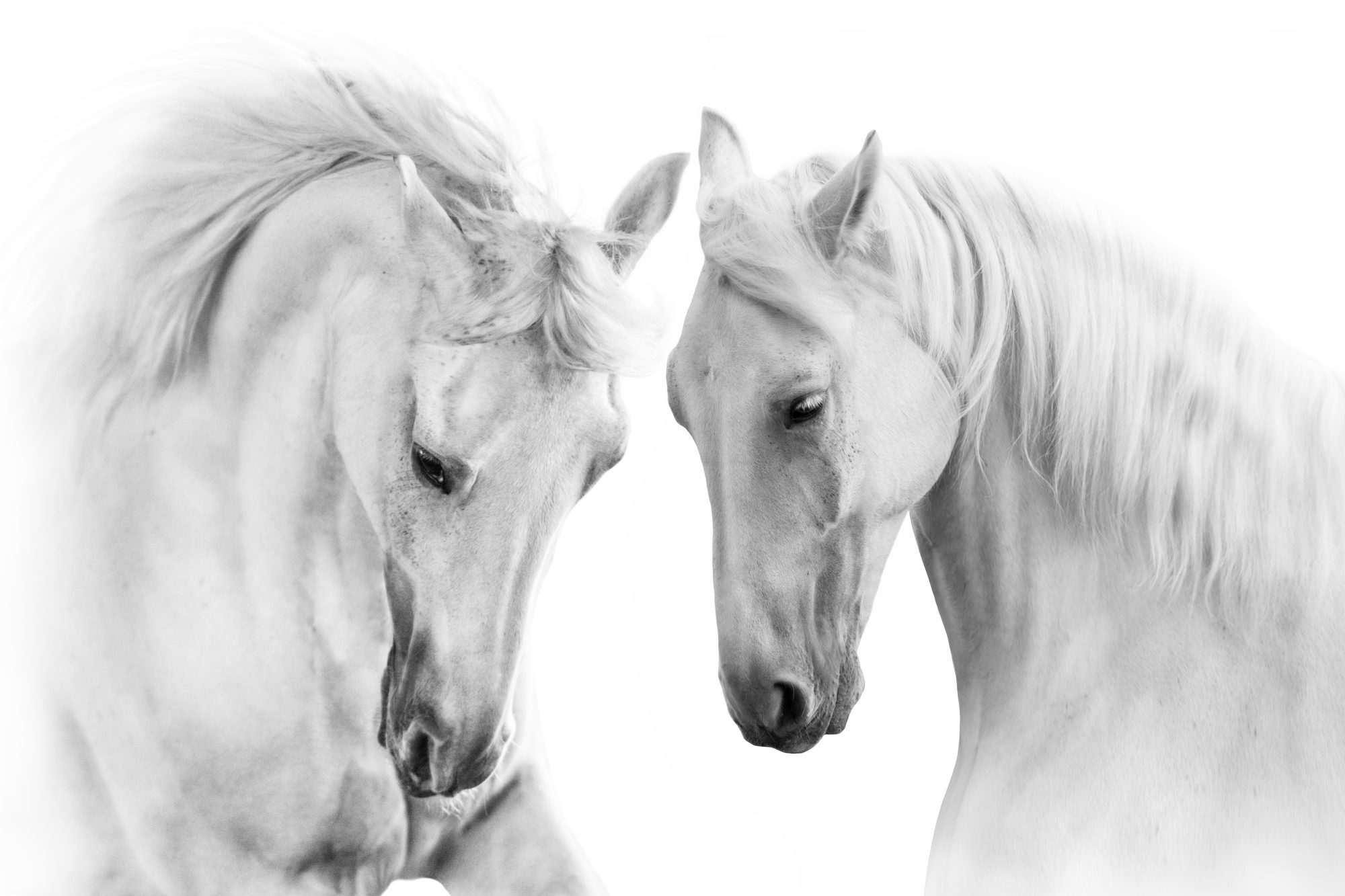 Fotobehang Witte Paarden in Elegante Harmonie - Afbeelding 2