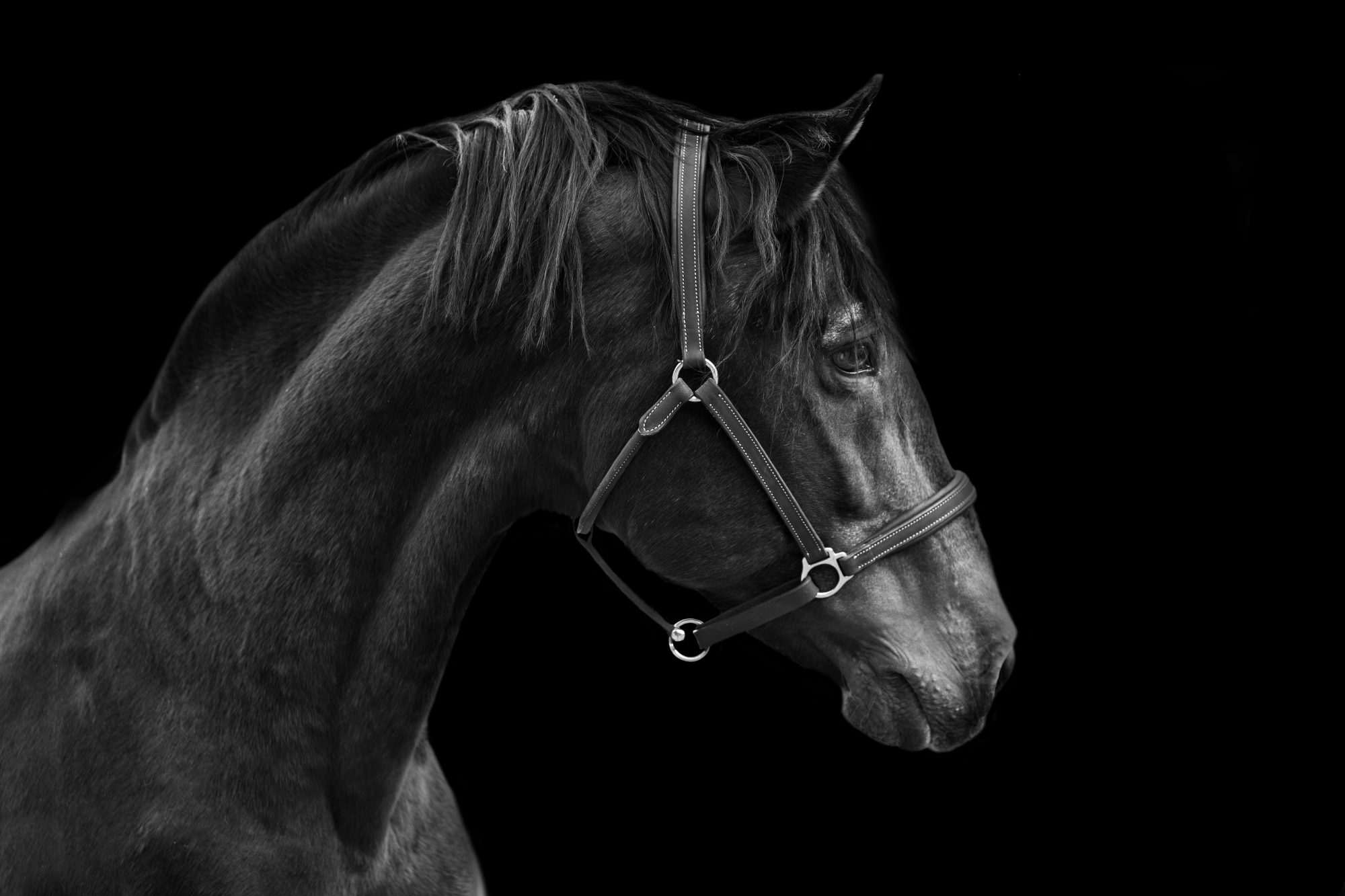 Fotobehang Zwart Paardenportret op Donkere Achtergrond - Afbeelding 2