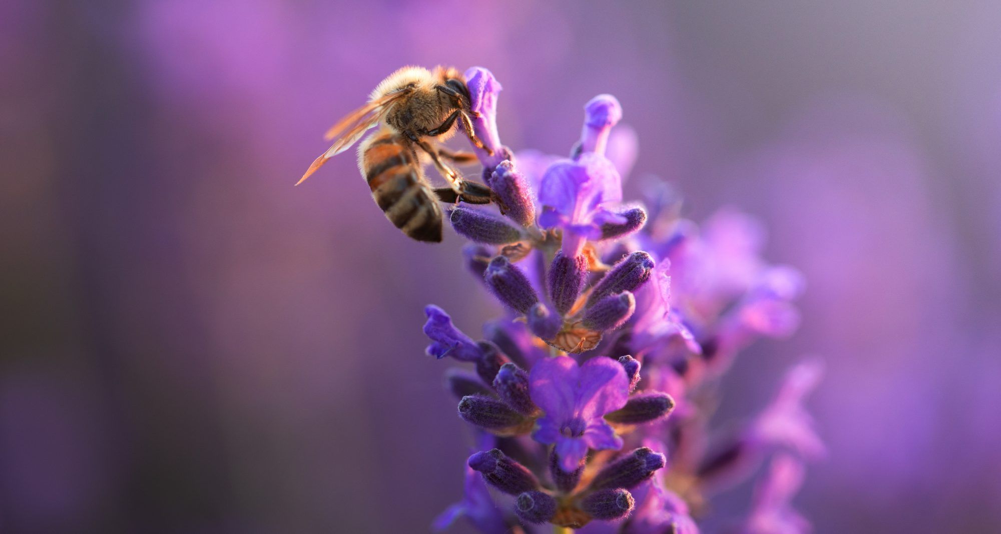 Fotobehang Bij op Paarse Lavendel - Afbeelding 2
