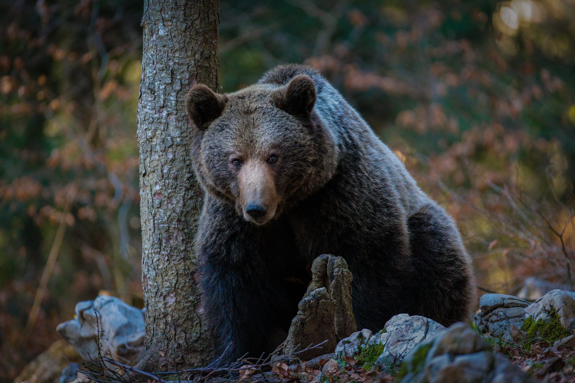 Fotobehang Bruine Beer in het Bos - Afbeelding 2
