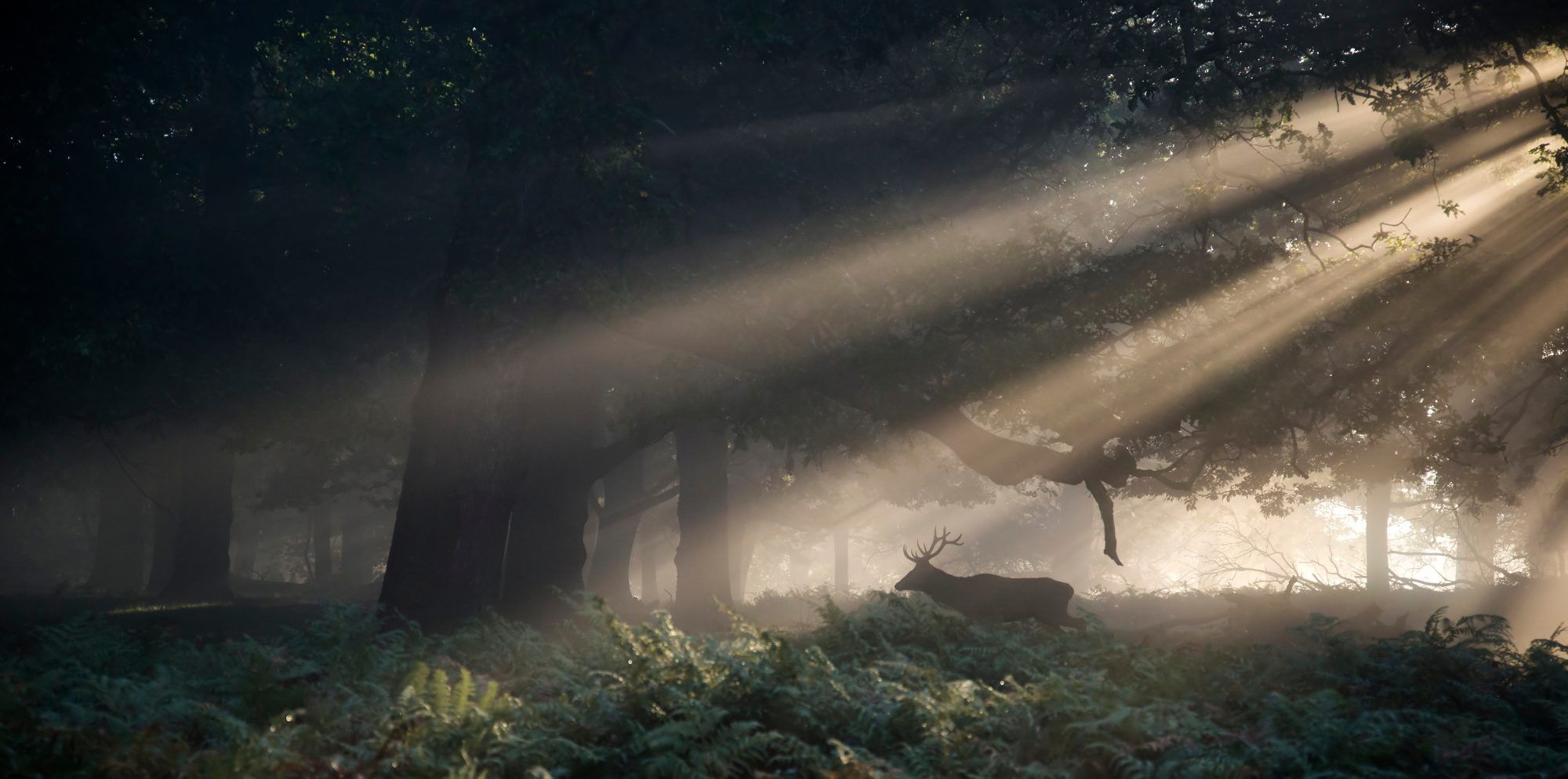 Fotobehang Herten in Mysterieus Bos - Afbeelding 2