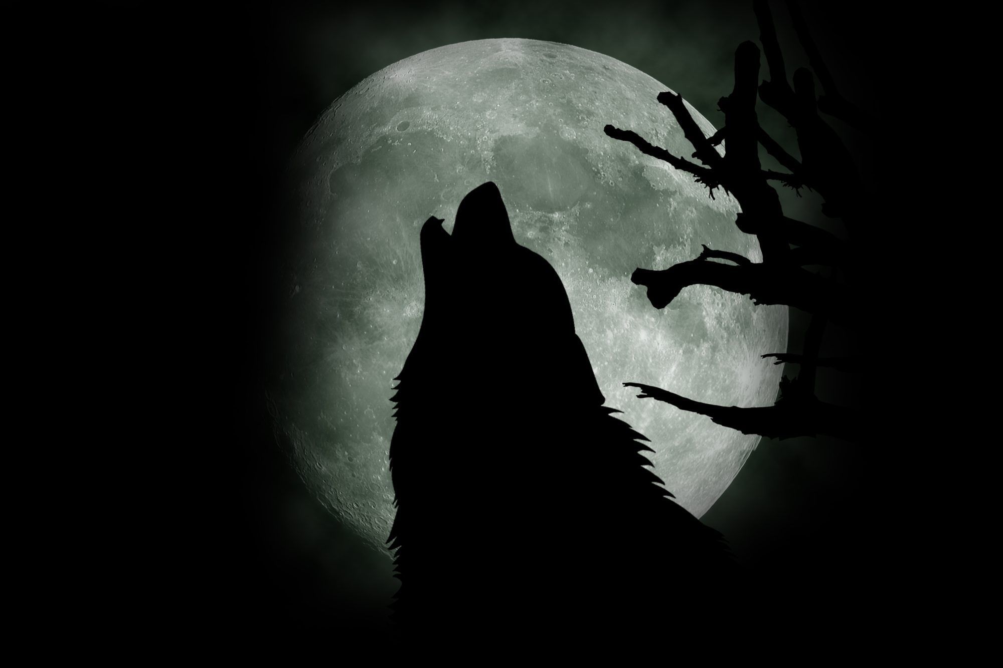 Fotobehang Huilende Wolf bij Volle Maan - Afbeelding 2